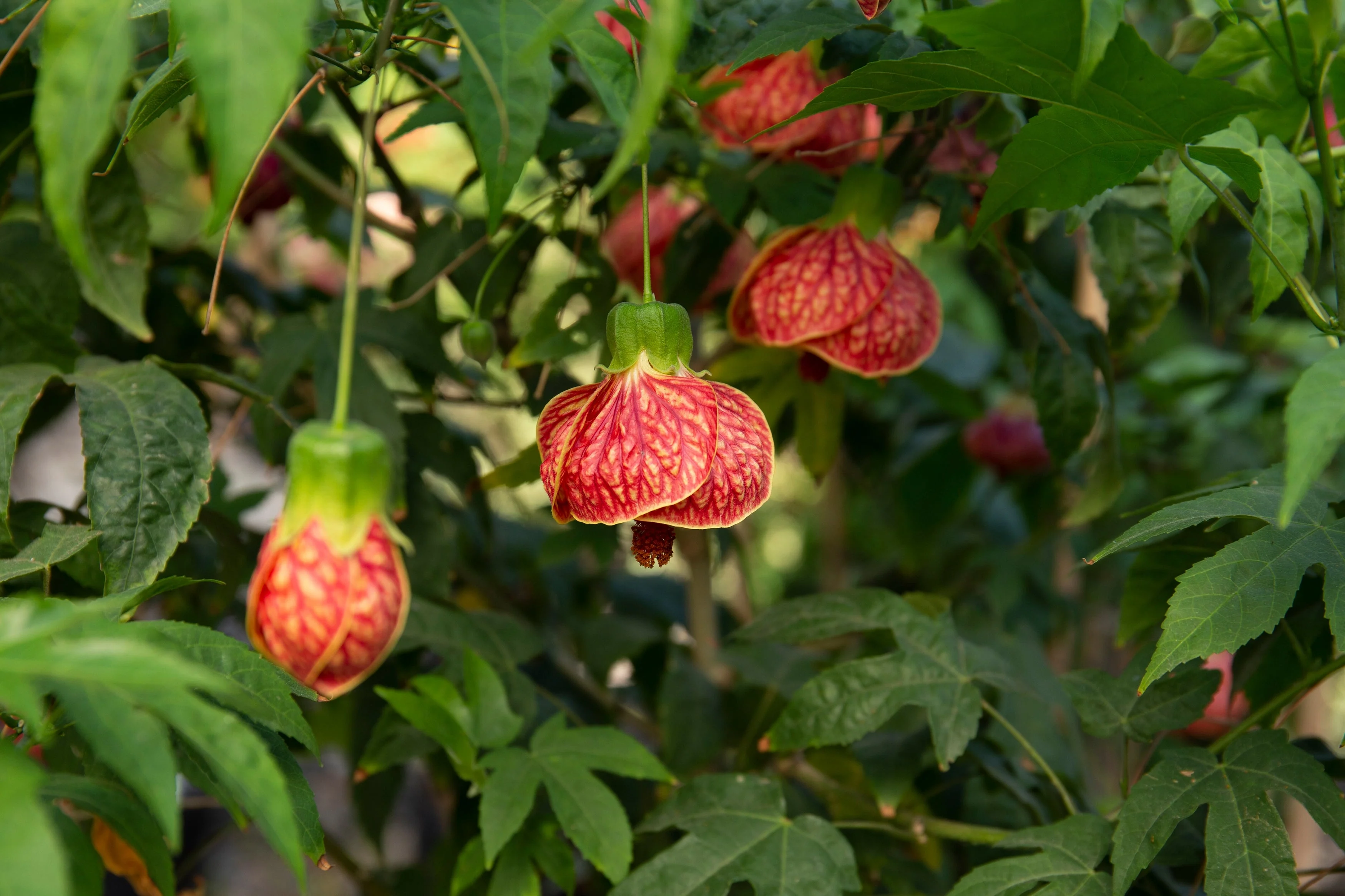 30 Mixed Colors FLOWERING MAPLE (Chinese Bell Flower) Abutilon Hybridum Shrub Bush Small Tree Seeds - Image 13