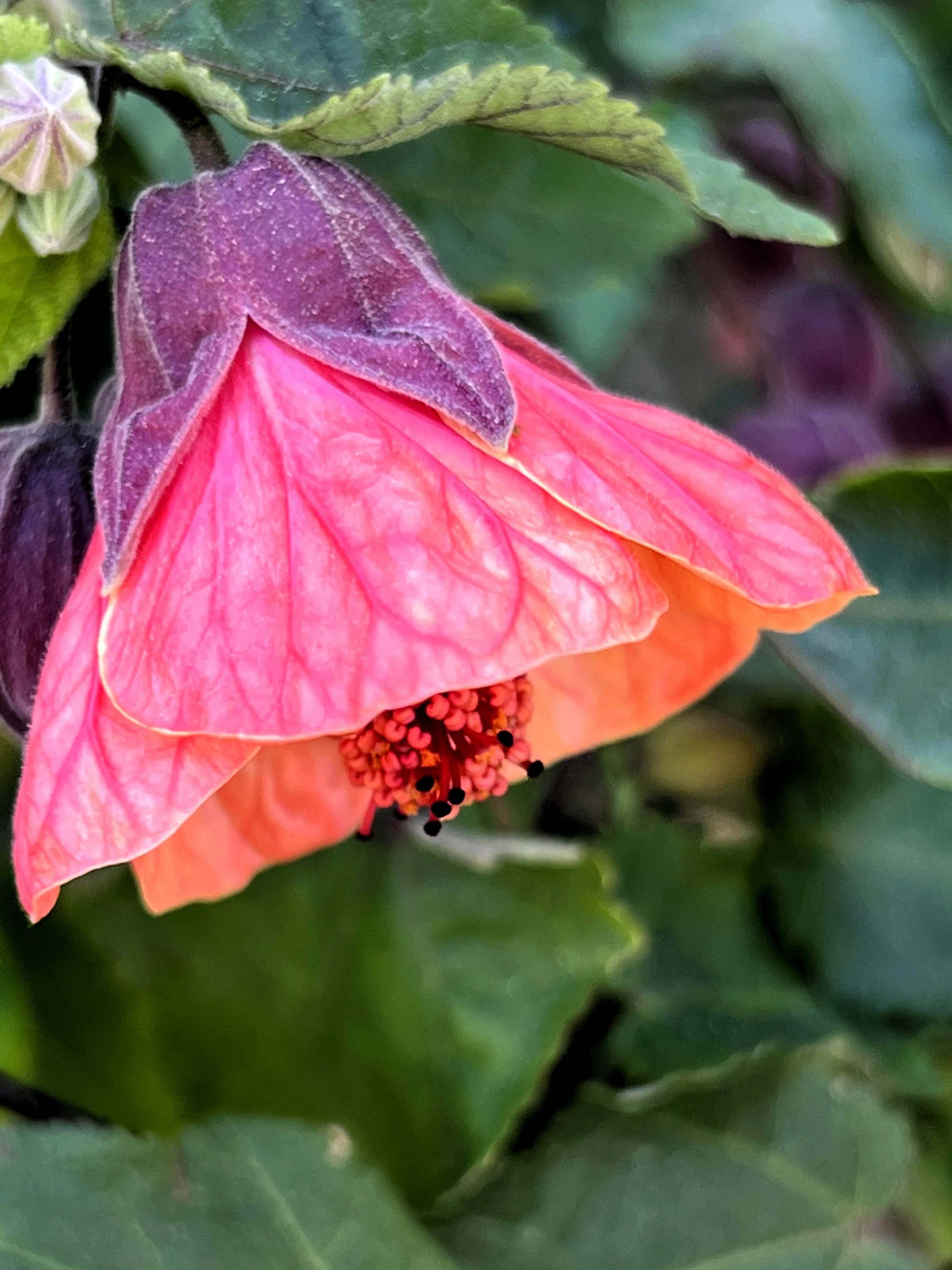 30 Mixed Colors FLOWERING MAPLE (Chinese Bell Flower) Abutilon Hybridum Shrub Bush Small Tree Seeds - Image 14