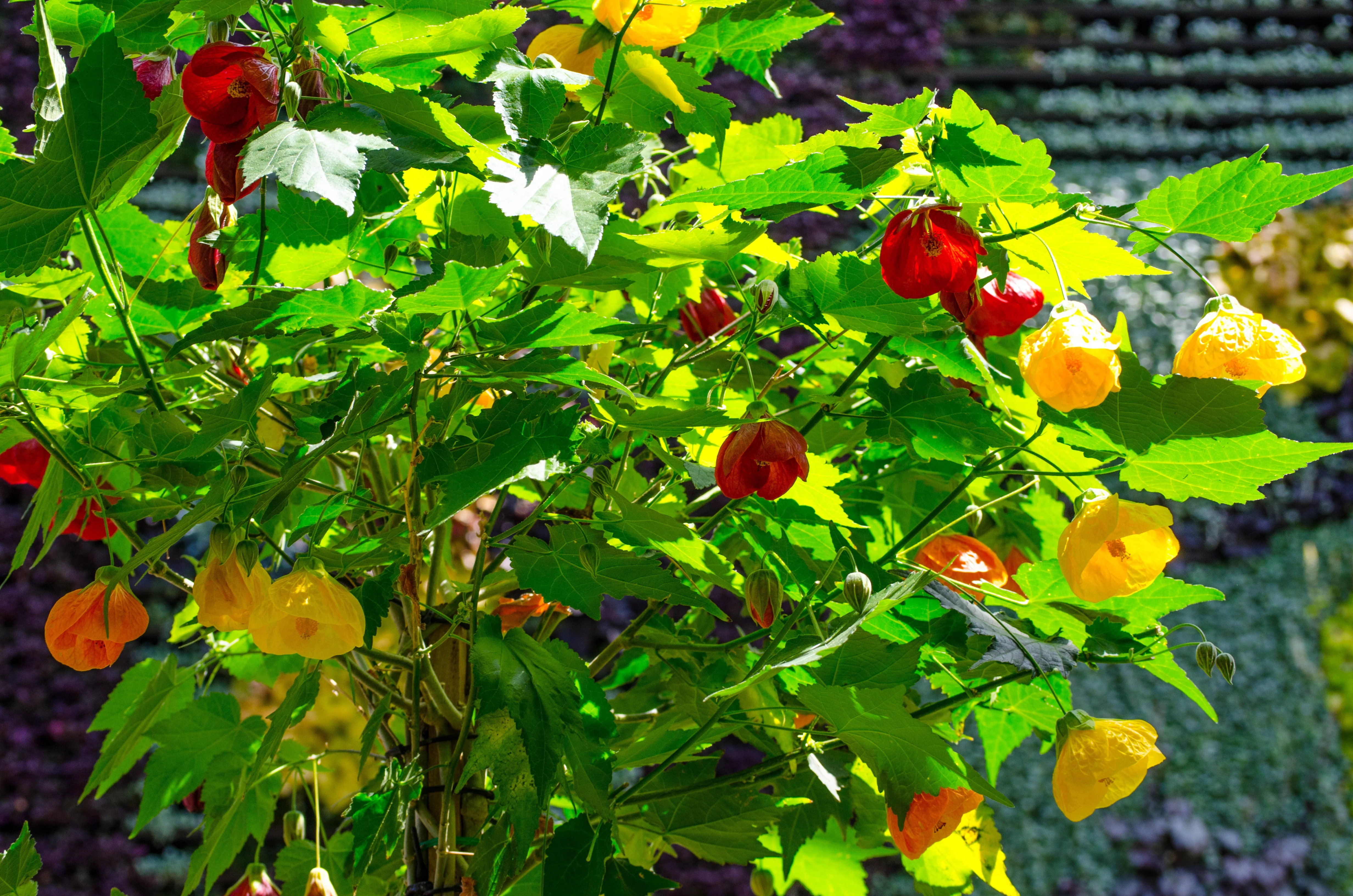 30 Mixed Colors FLOWERING MAPLE (Chinese Bell Flower) Abutilon Hybridum Shrub Bush Small Tree Seeds - Image 2