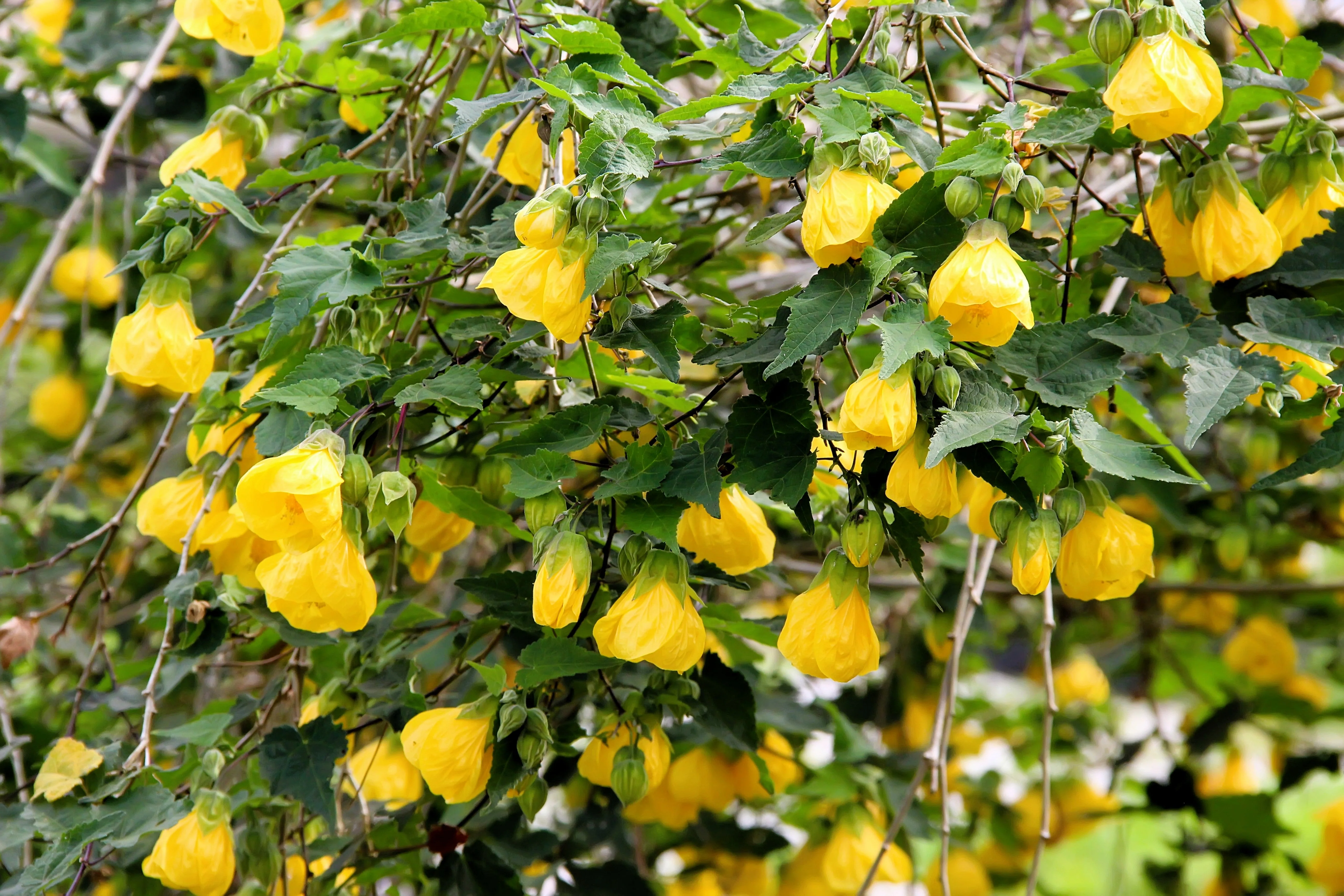 30 Mixed Colors FLOWERING MAPLE (Chinese Bell Flower) Abutilon Hybridum Shrub Bush Small Tree Seeds - Image 3