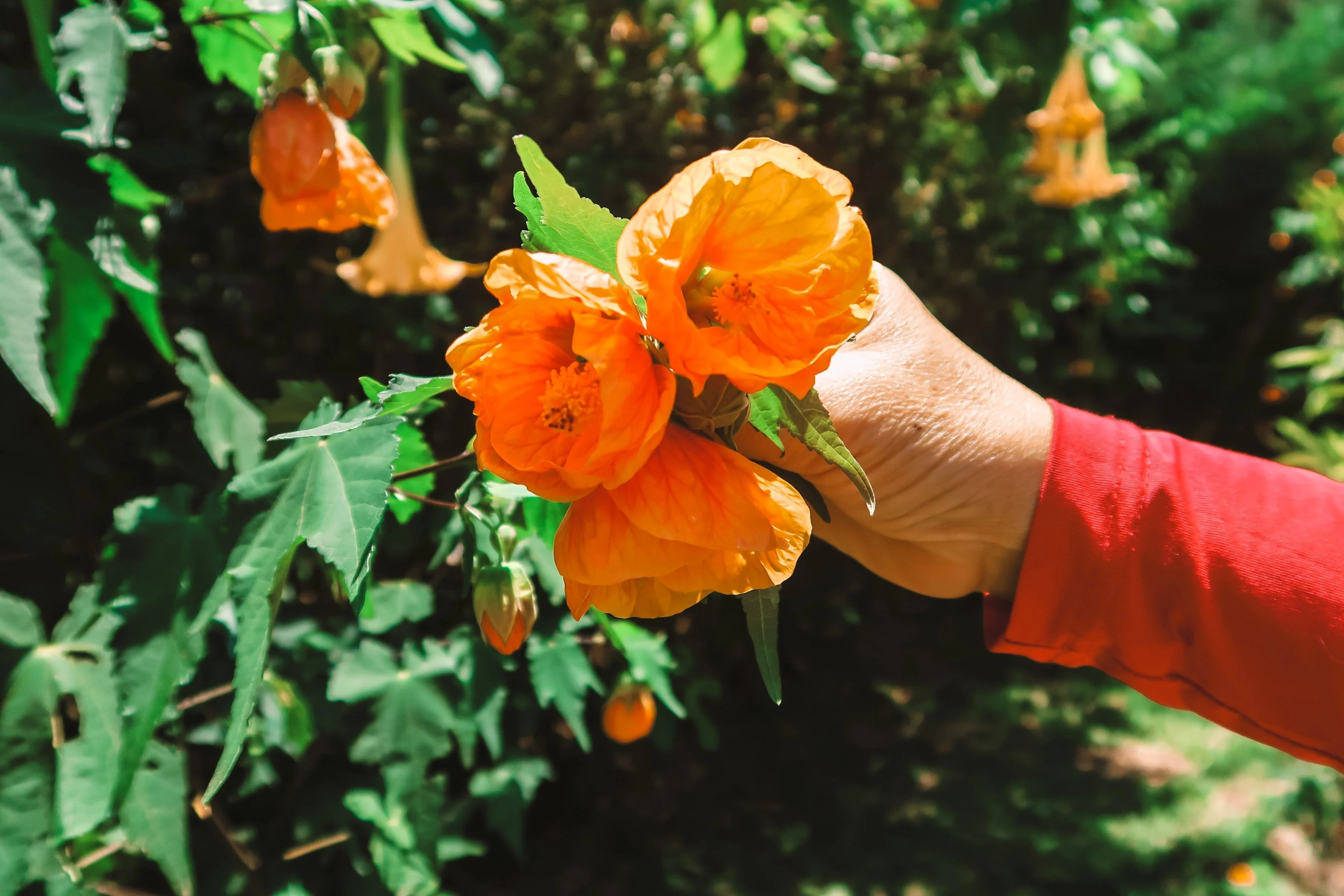 30 Mixed Colors FLOWERING MAPLE (Chinese Bell Flower) Abutilon Hybridum Shrub Bush Small Tree Seeds - Image 4