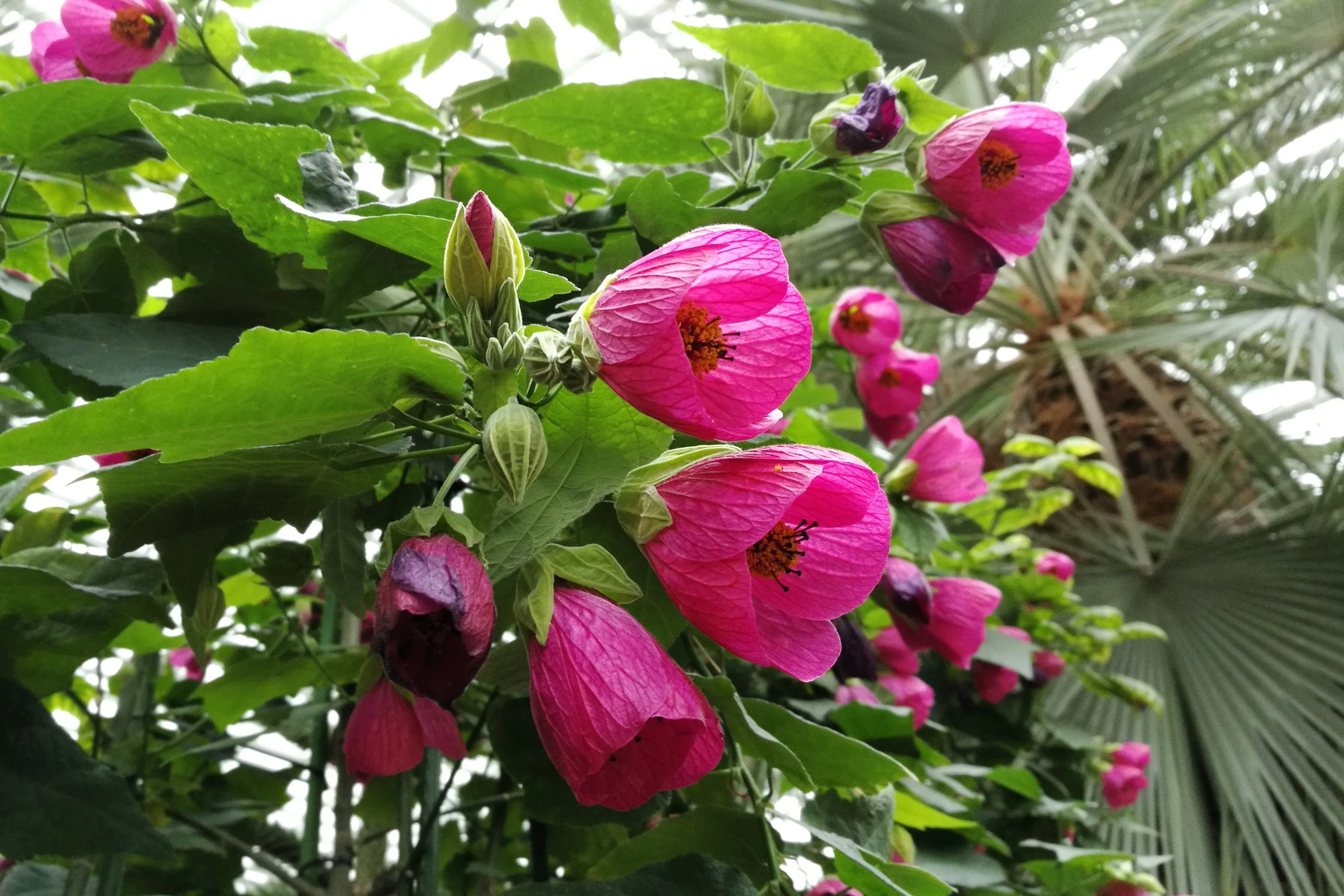 30 Mixed Colors FLOWERING MAPLE (Chinese Bell Flower) Abutilon Hybridum Shrub Bush Small Tree Seeds - Image 5