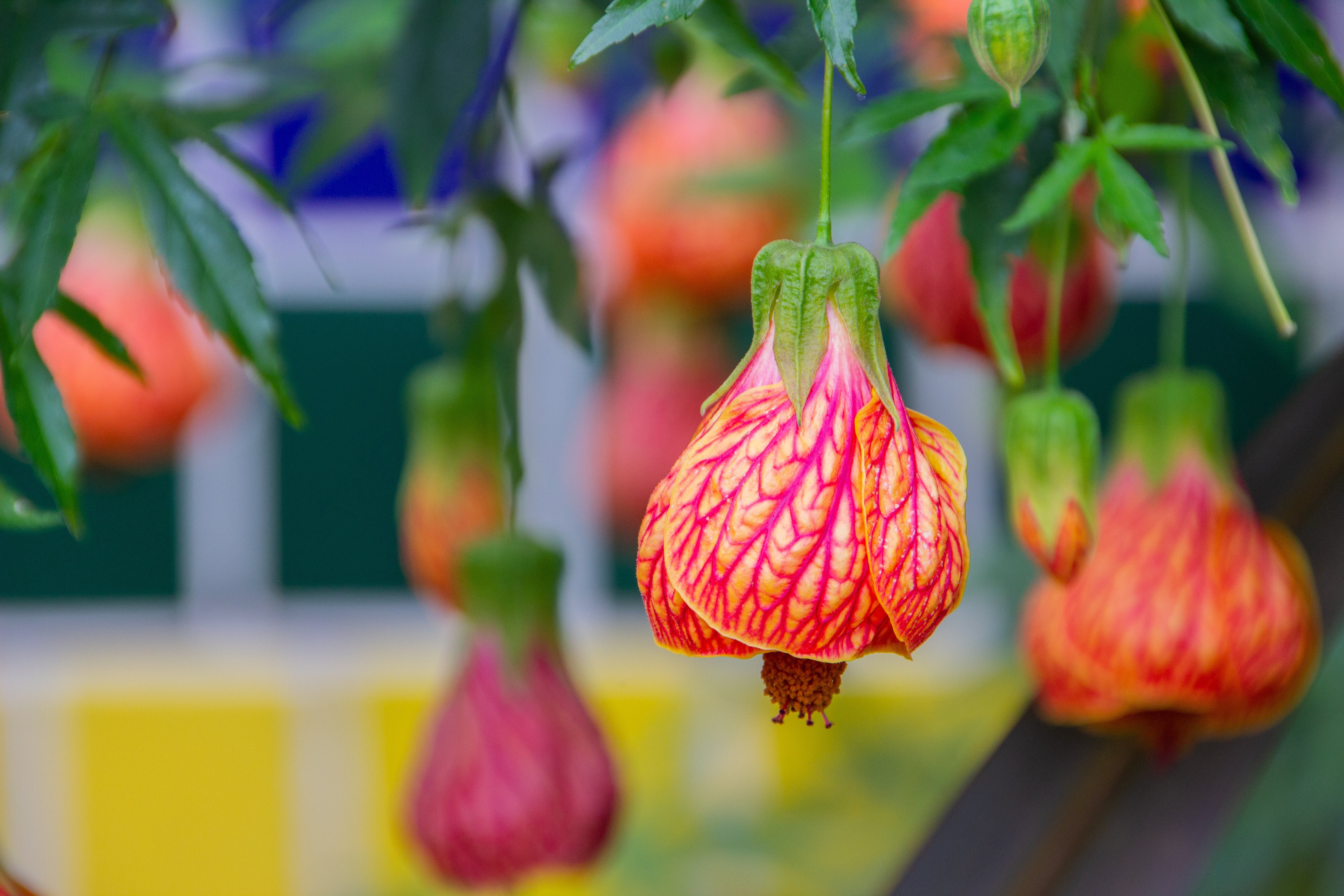 30 Mixed Colors FLOWERING MAPLE (Chinese Bell Flower) Abutilon Hybridum Shrub Bush Small Tree Seeds - Image 6
