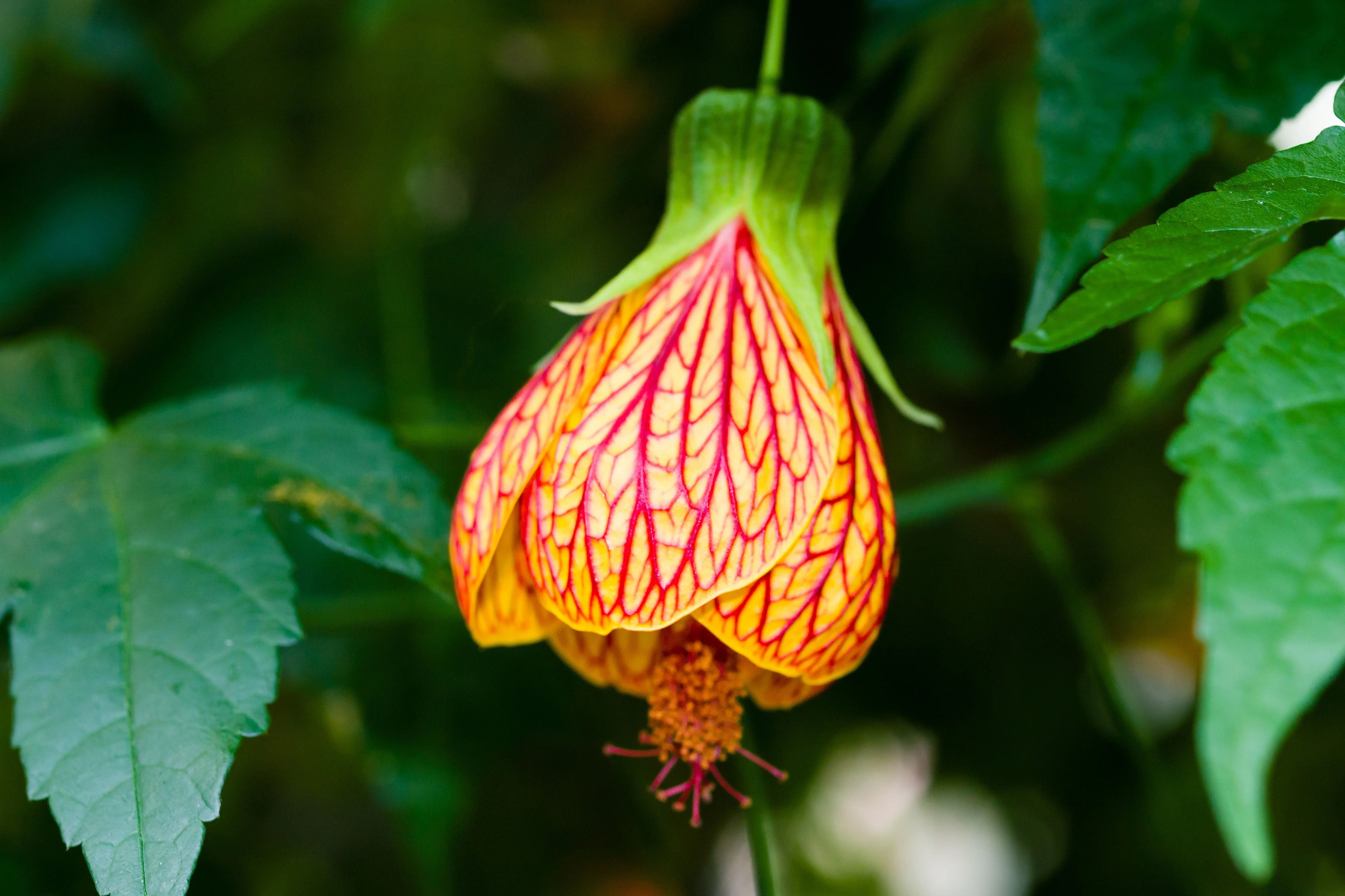 30 Mixed Colors FLOWERING MAPLE (Chinese Bell Flower) Abutilon Hybridum Shrub Bush Small Tree Seeds - Image 7