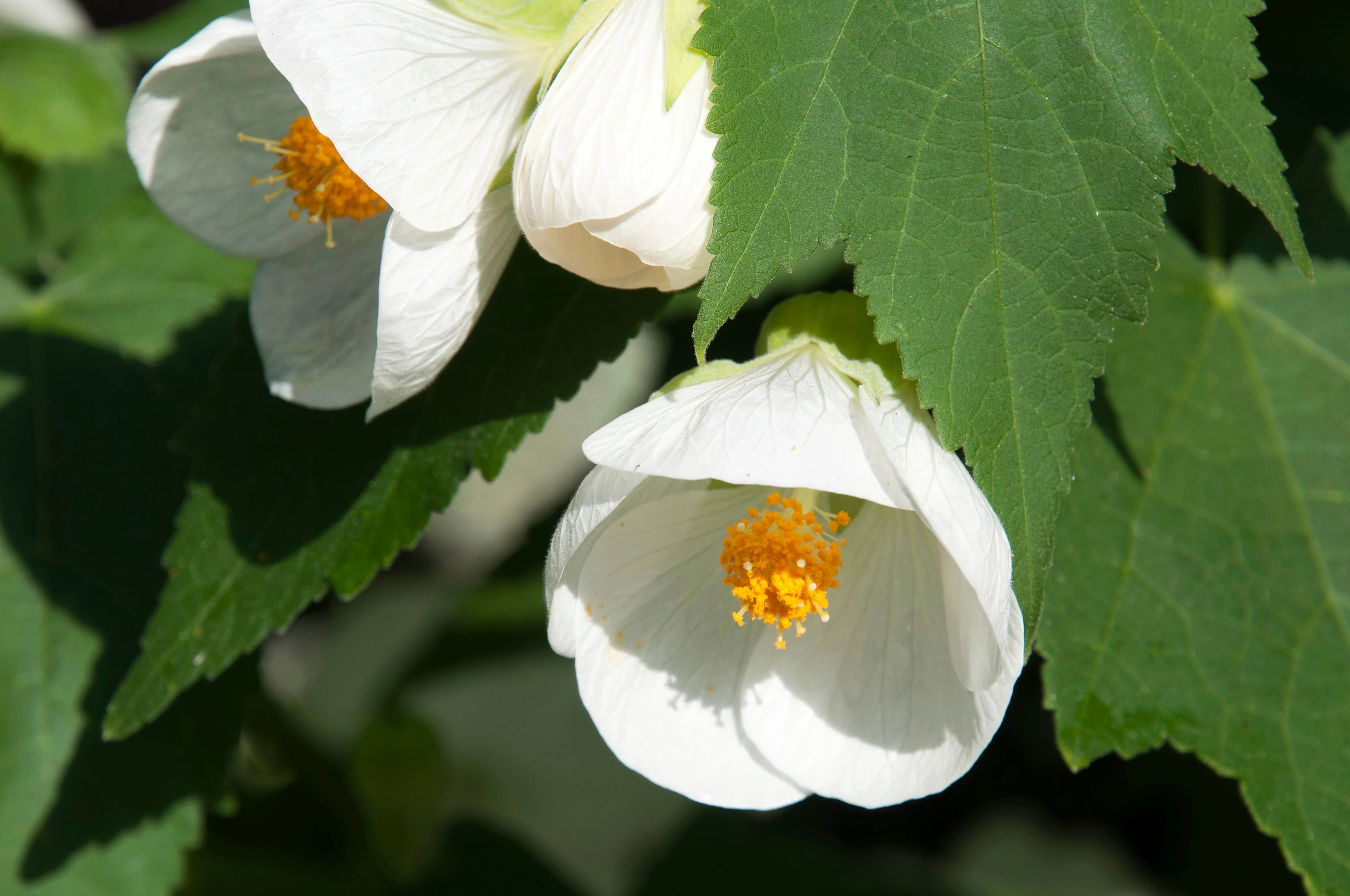 30 Mixed Colors FLOWERING MAPLE (Chinese Bell Flower) Abutilon Hybridum Shrub Bush Small Tree Seeds - Image 8