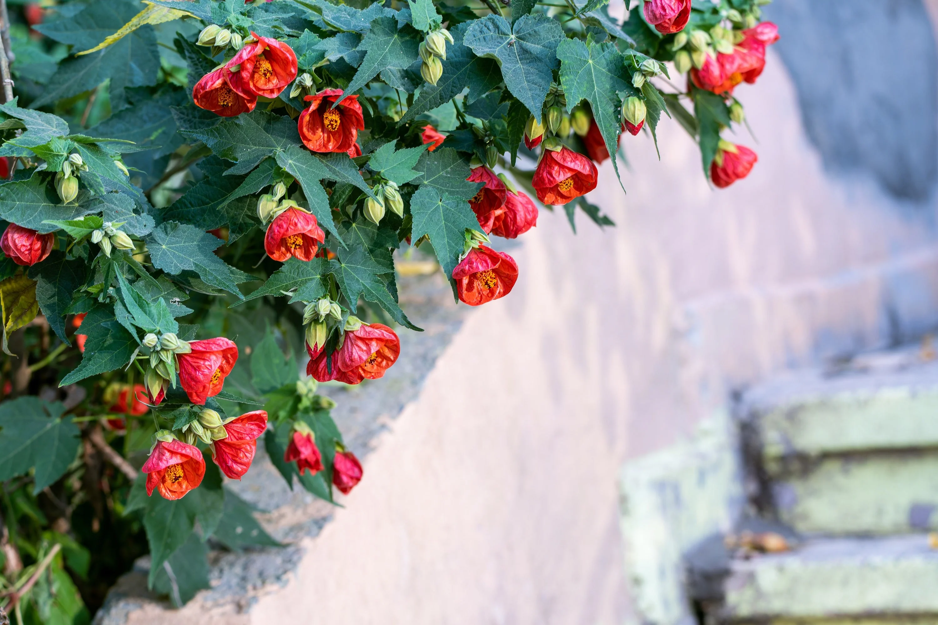 30 Mixed Colors FLOWERING MAPLE (Chinese Bell Flower) Abutilon Hybridum Shrub Bush Small Tree Seeds - Image 9