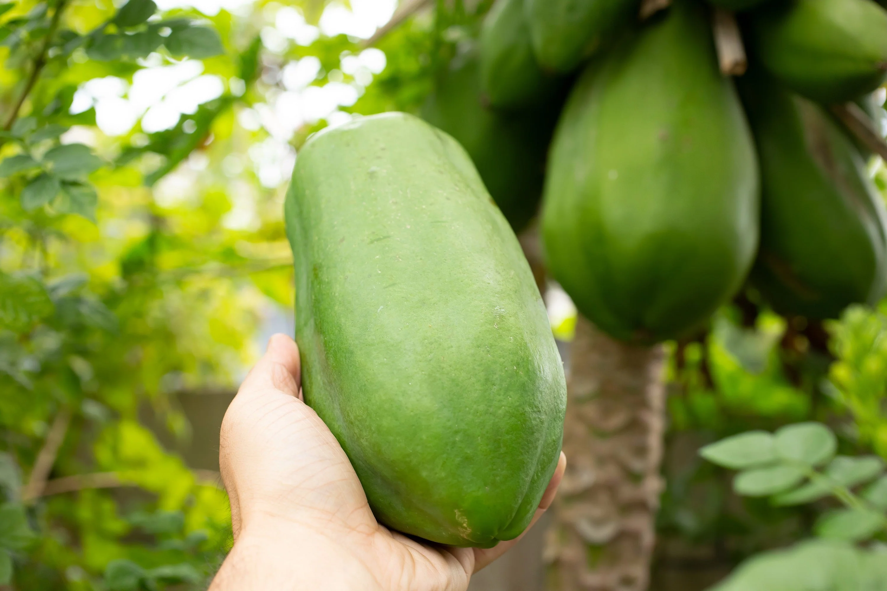 30 PAPAYA MELON Fruit TREE Carica Papaya Seeds - Image 10