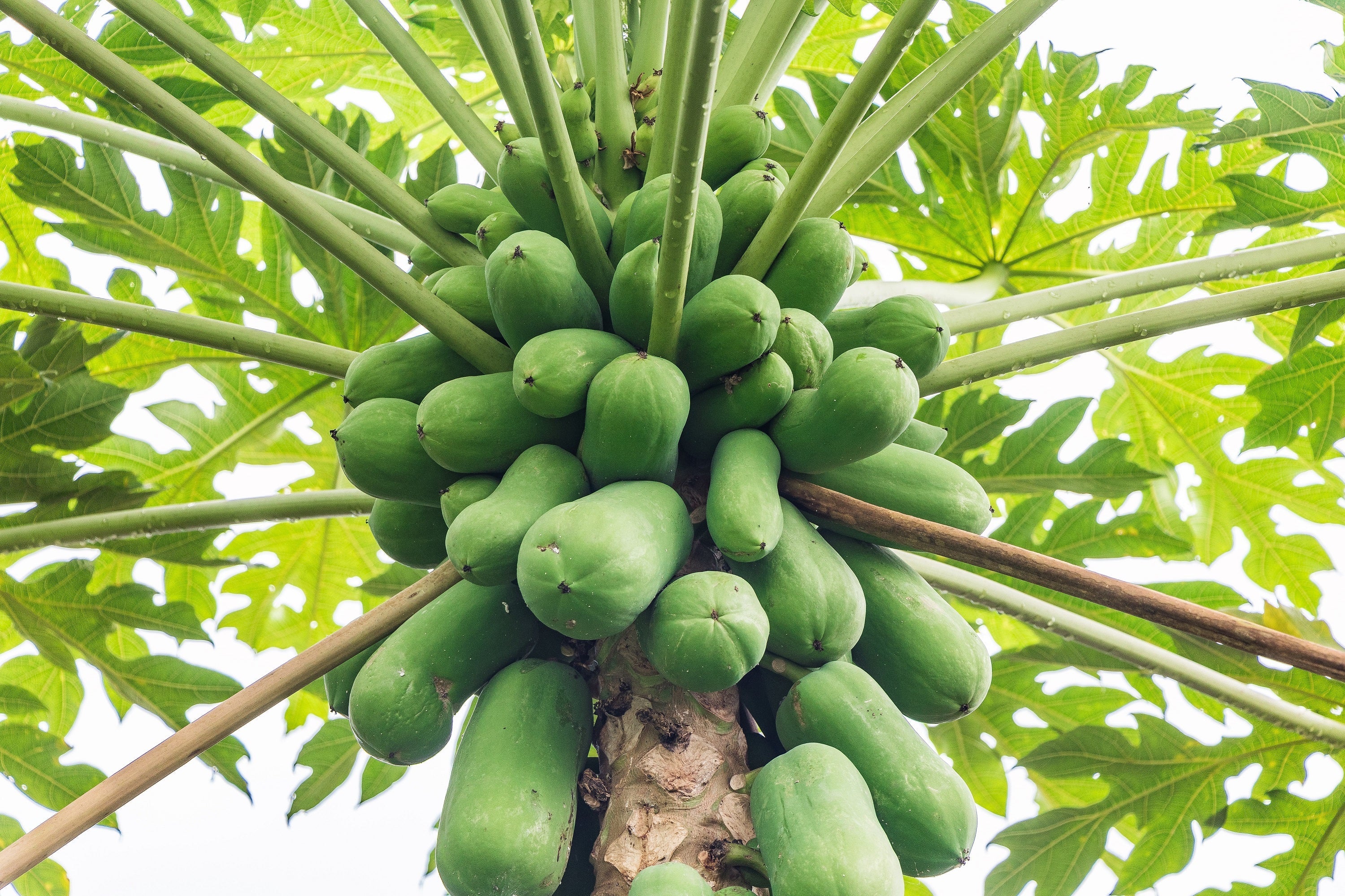 30 PAPAYA MELON Fruit TREE Carica Papaya Seeds - Image 2