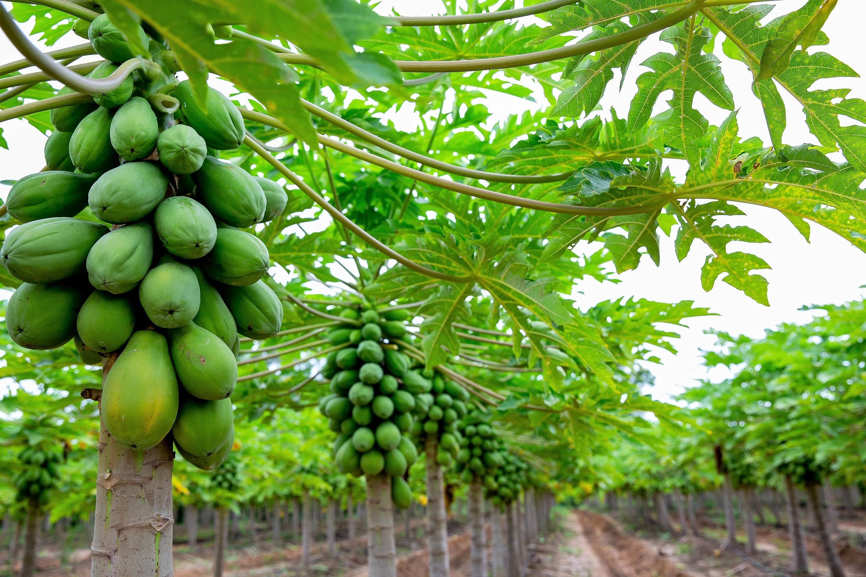 30 PAPAYA MELON Fruit TREE Carica Papaya Seeds - Image 7
