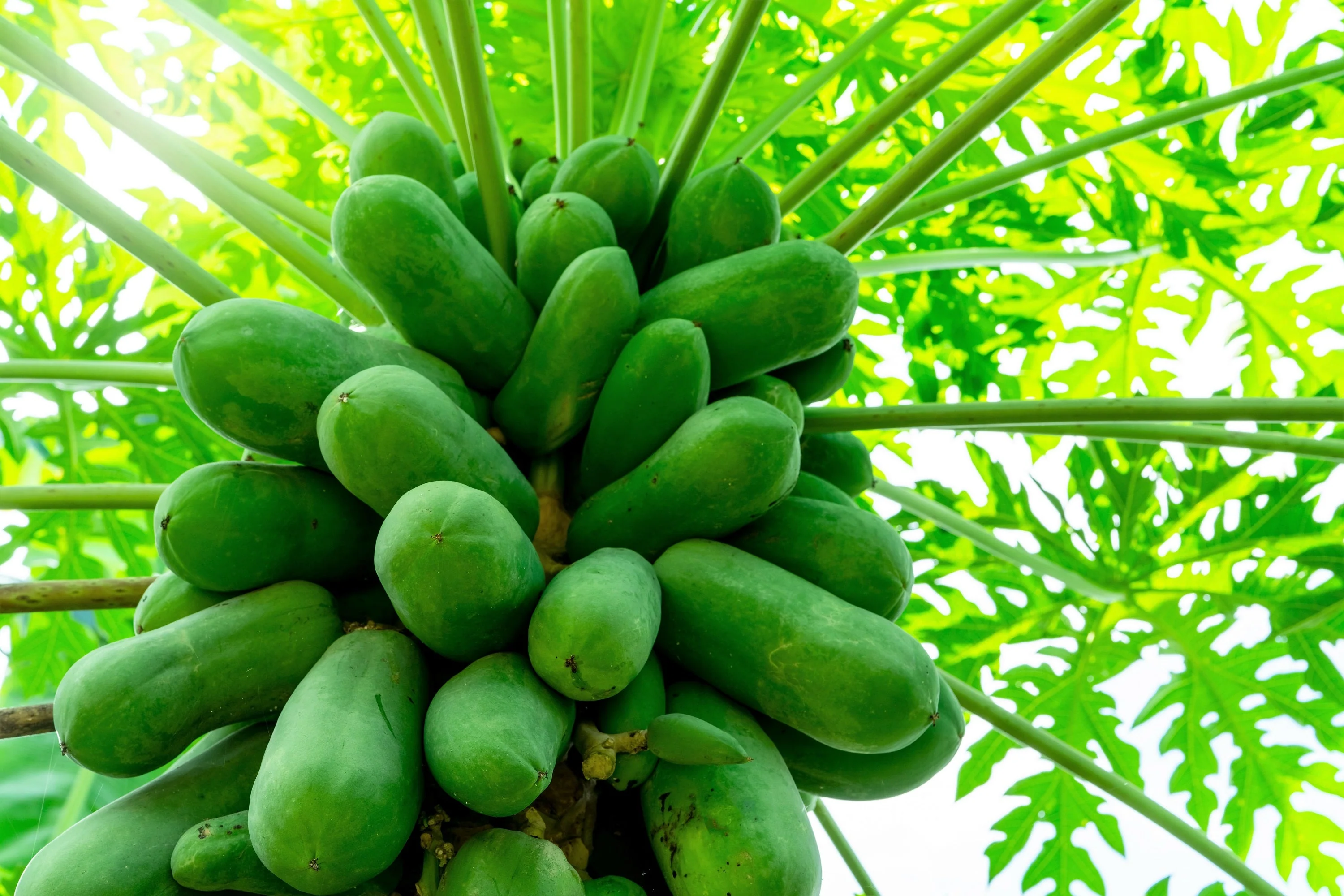 30 PAPAYA MELON Fruit TREE Carica Papaya Seeds - Image 8