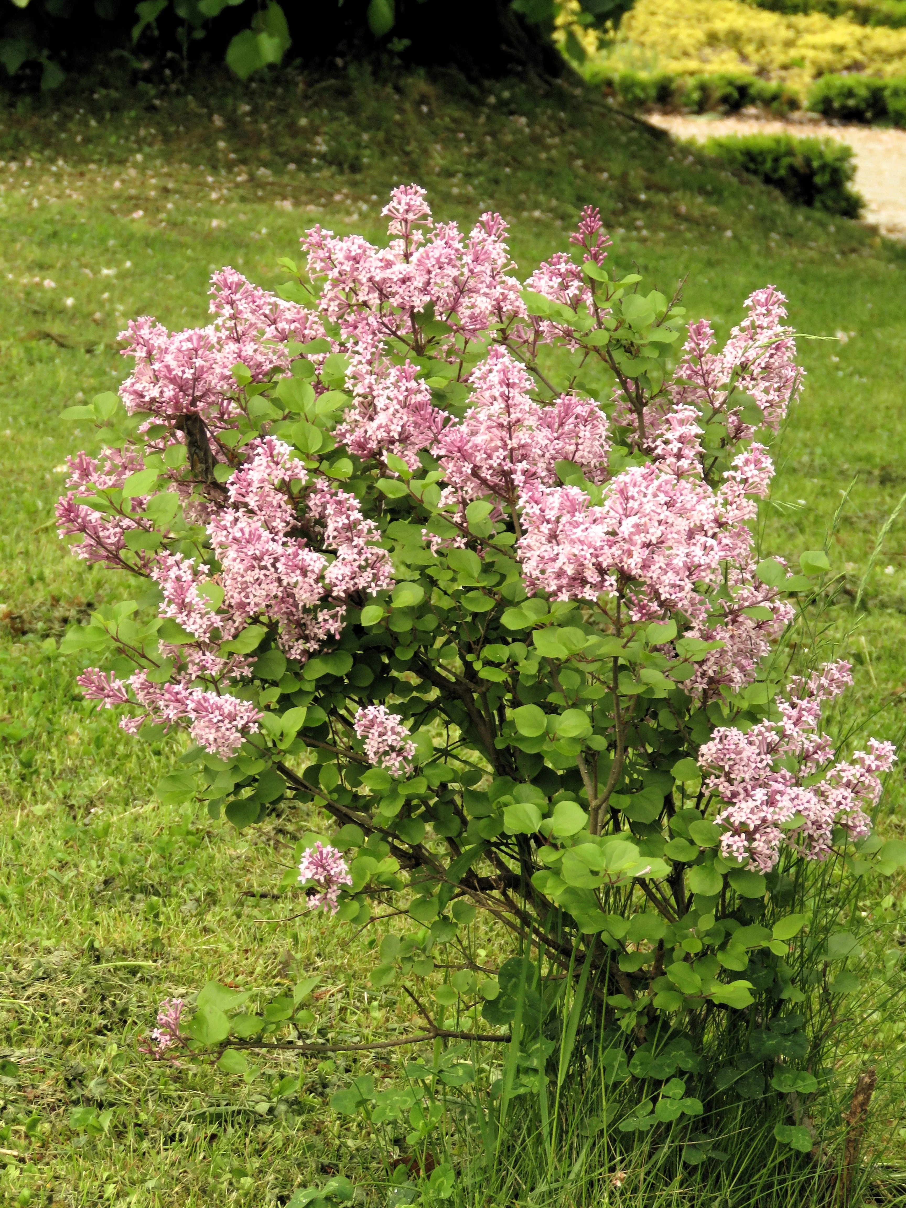 30 PINK LILAC Hungarian Lilac Tree Shrub Syringa Josikaea Fragrant Flower Seeds - Image 10