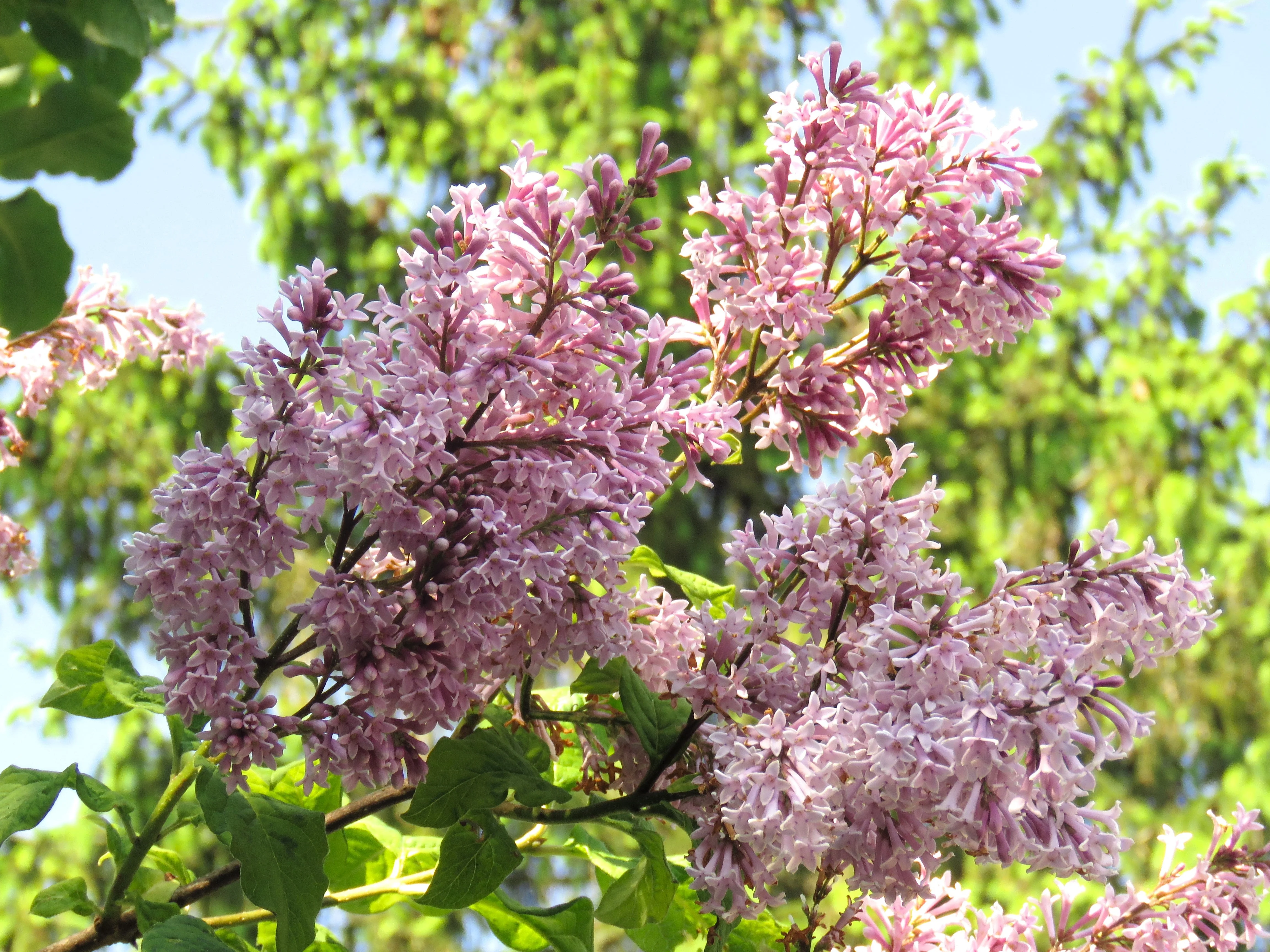 30 PINK LILAC Hungarian Lilac Tree Shrub Syringa Josikaea Fragrant Flower Seeds - Image 11