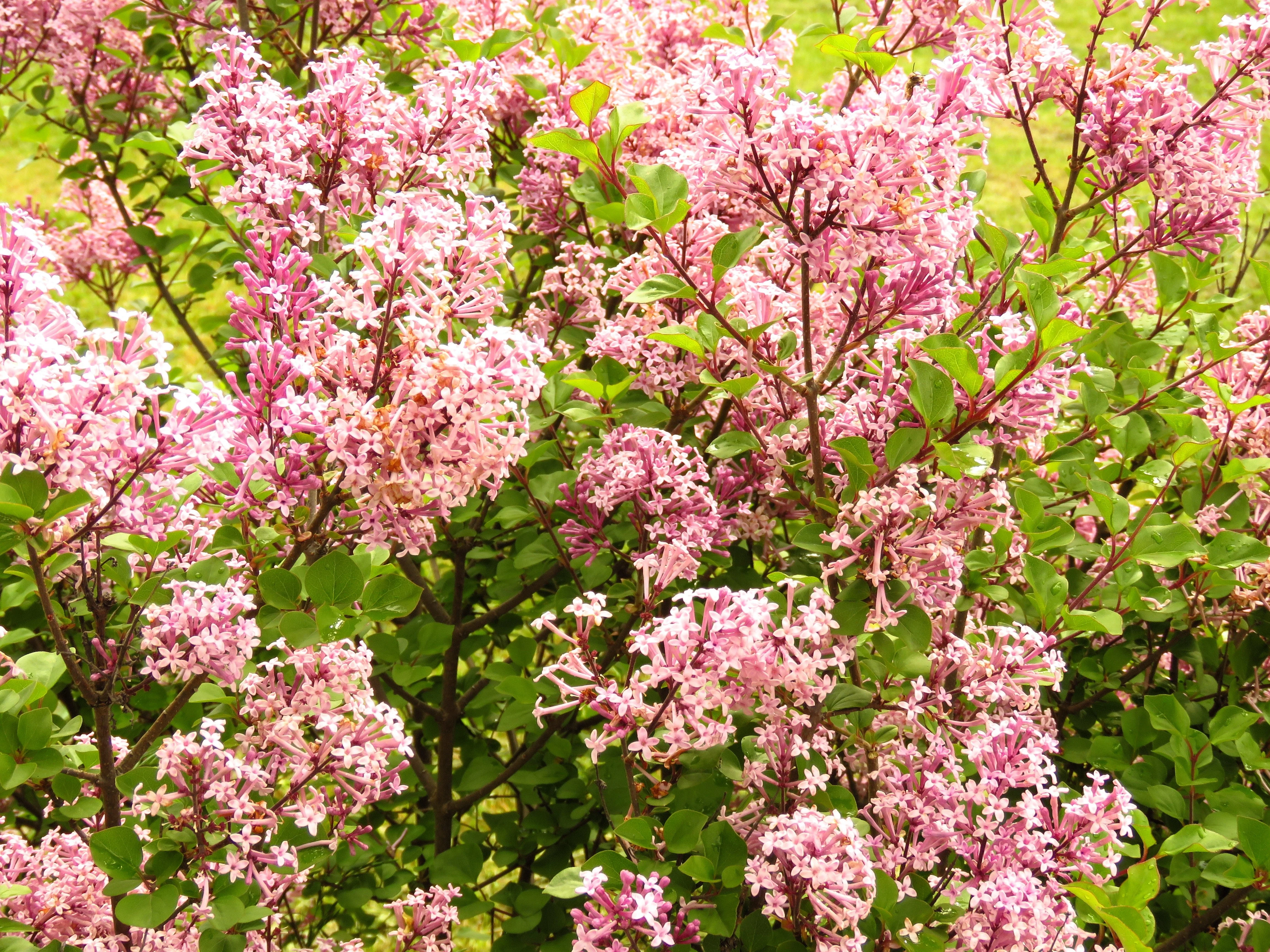 30 PINK LILAC Hungarian Lilac Tree Shrub Syringa Josikaea Fragrant Flower Seeds - Image 2