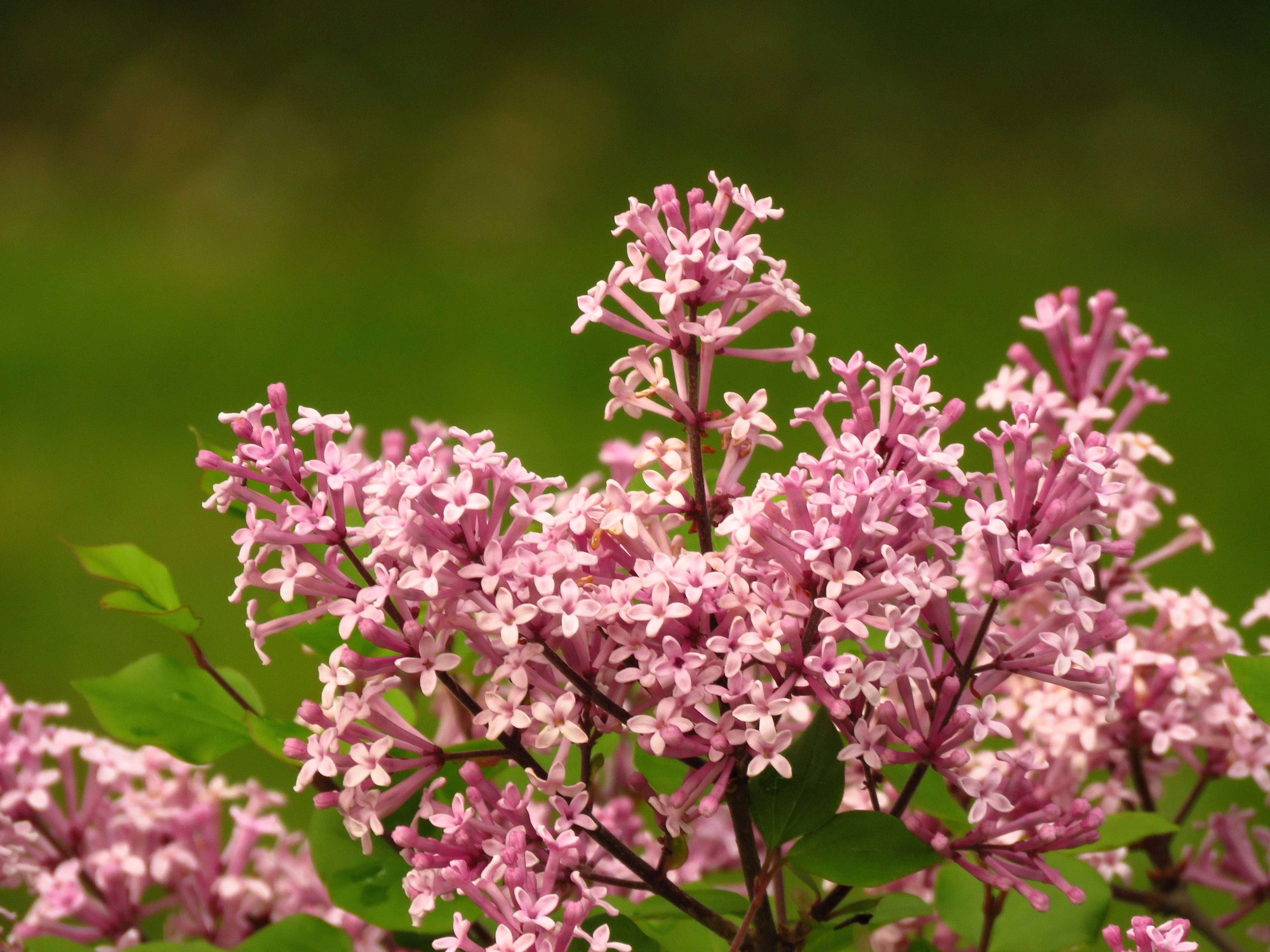 30 PINK LILAC Hungarian Lilac Tree Shrub Syringa Josikaea Fragrant Flower Seeds - Image 3