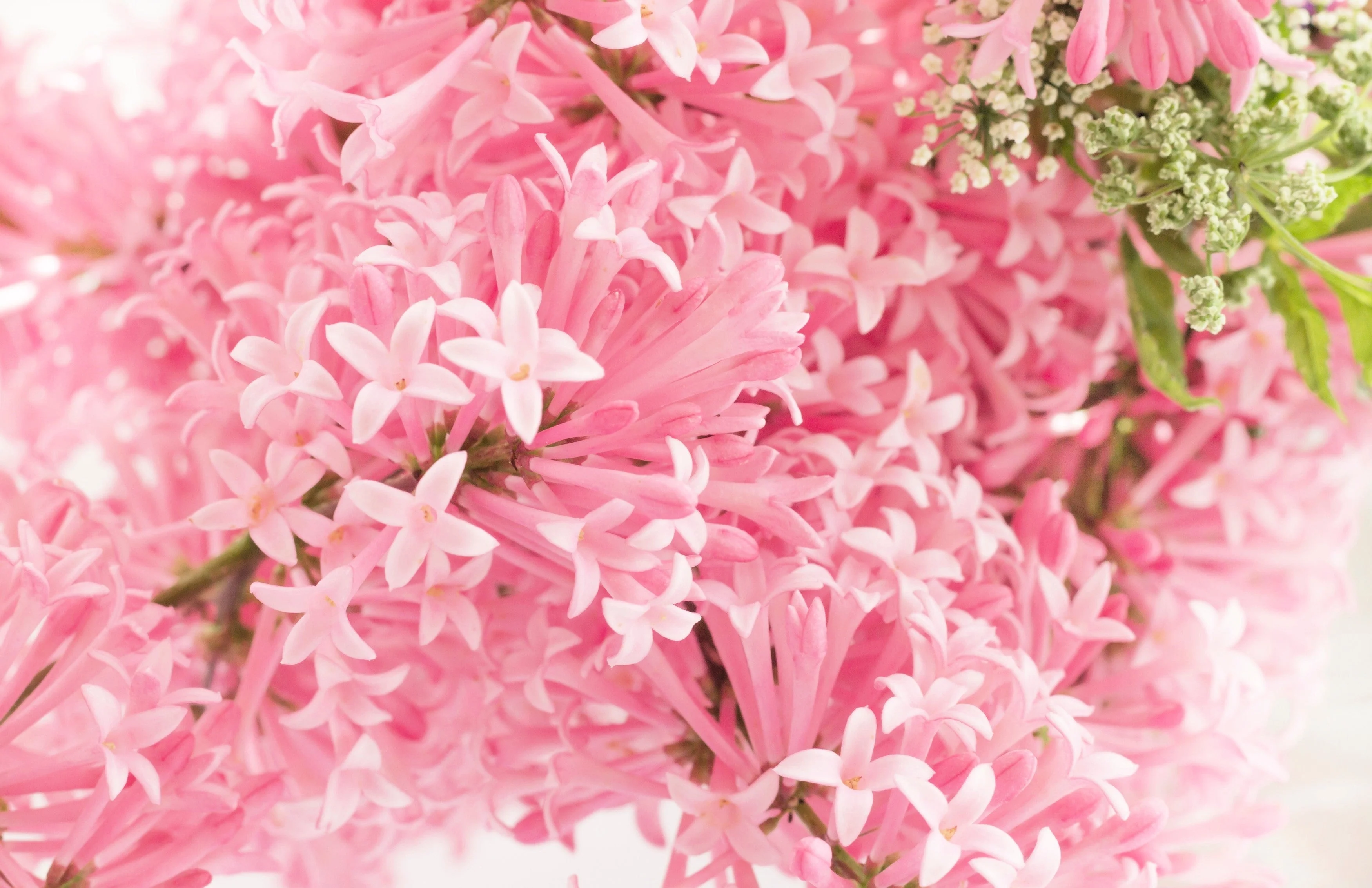 30 PINK LILAC Hungarian Lilac Tree Shrub Syringa Josikaea Fragrant Flower Seeds - Image 4
