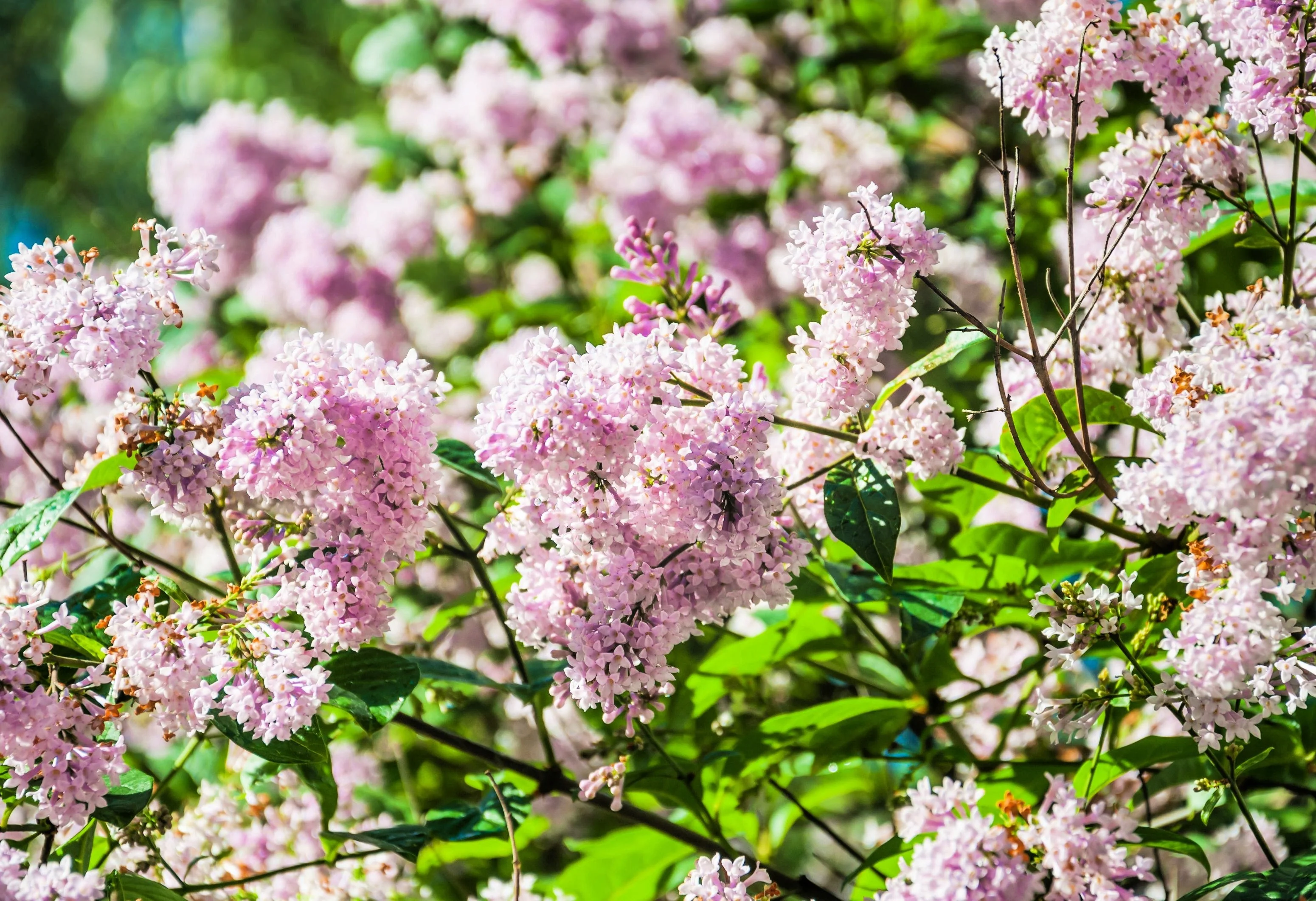 30 PINK LILAC Hungarian Lilac Tree Shrub Syringa Josikaea Fragrant Flower Seeds - Image 5
