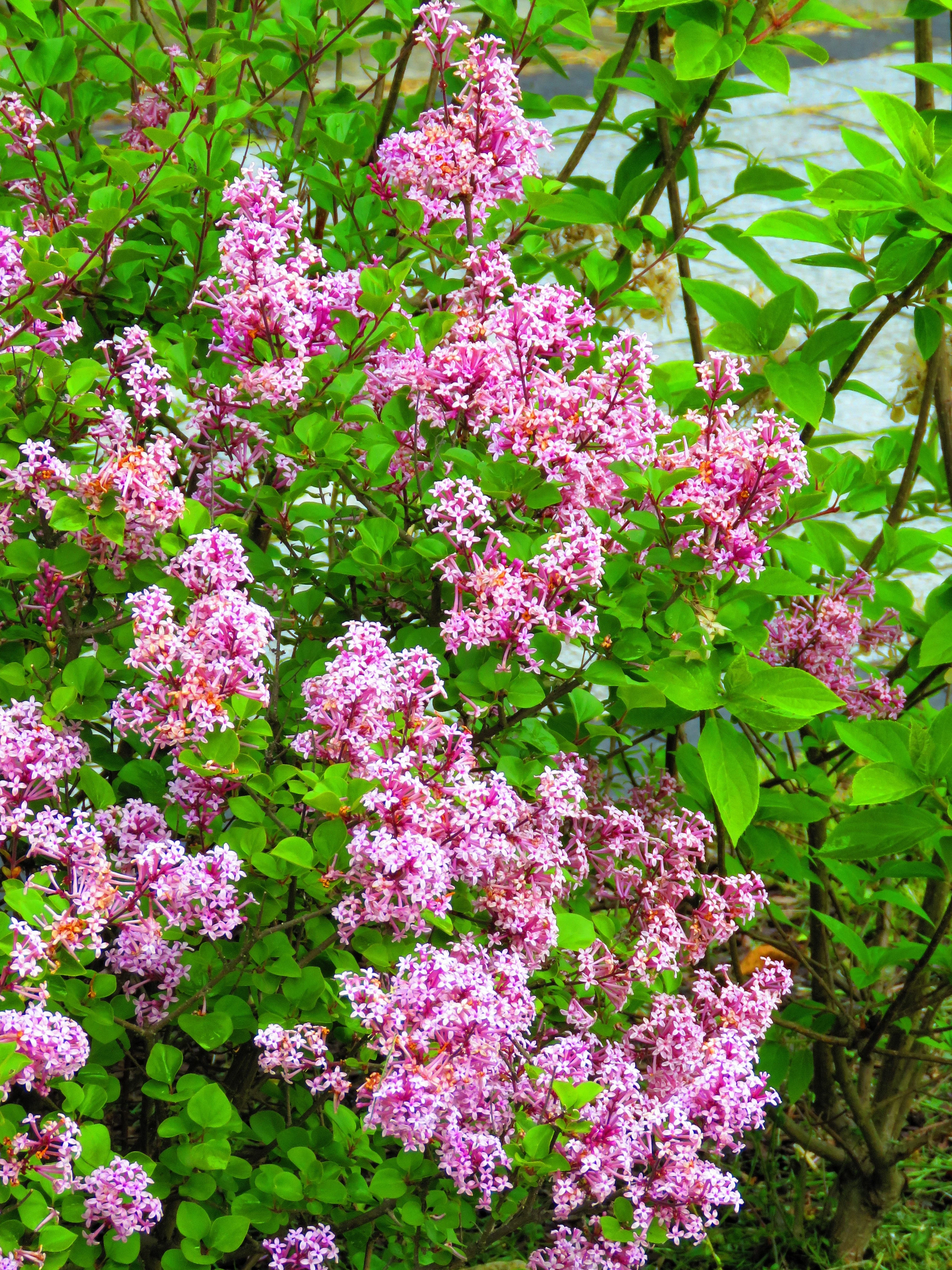 30 PINK LILAC Hungarian Lilac Tree Shrub Syringa Josikaea Fragrant Flower Seeds - Image 6