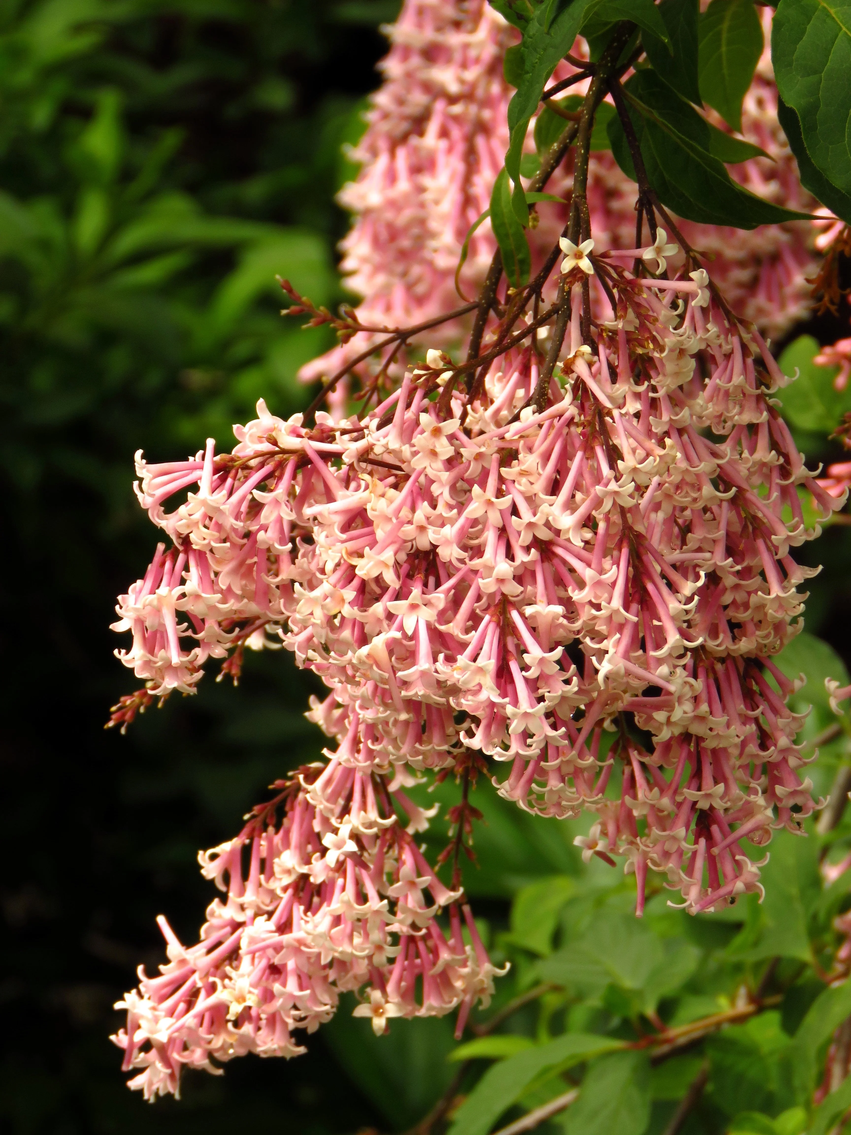 30 PINK LILAC Hungarian Lilac Tree Shrub Syringa Josikaea Fragrant Flower Seeds - Image 7