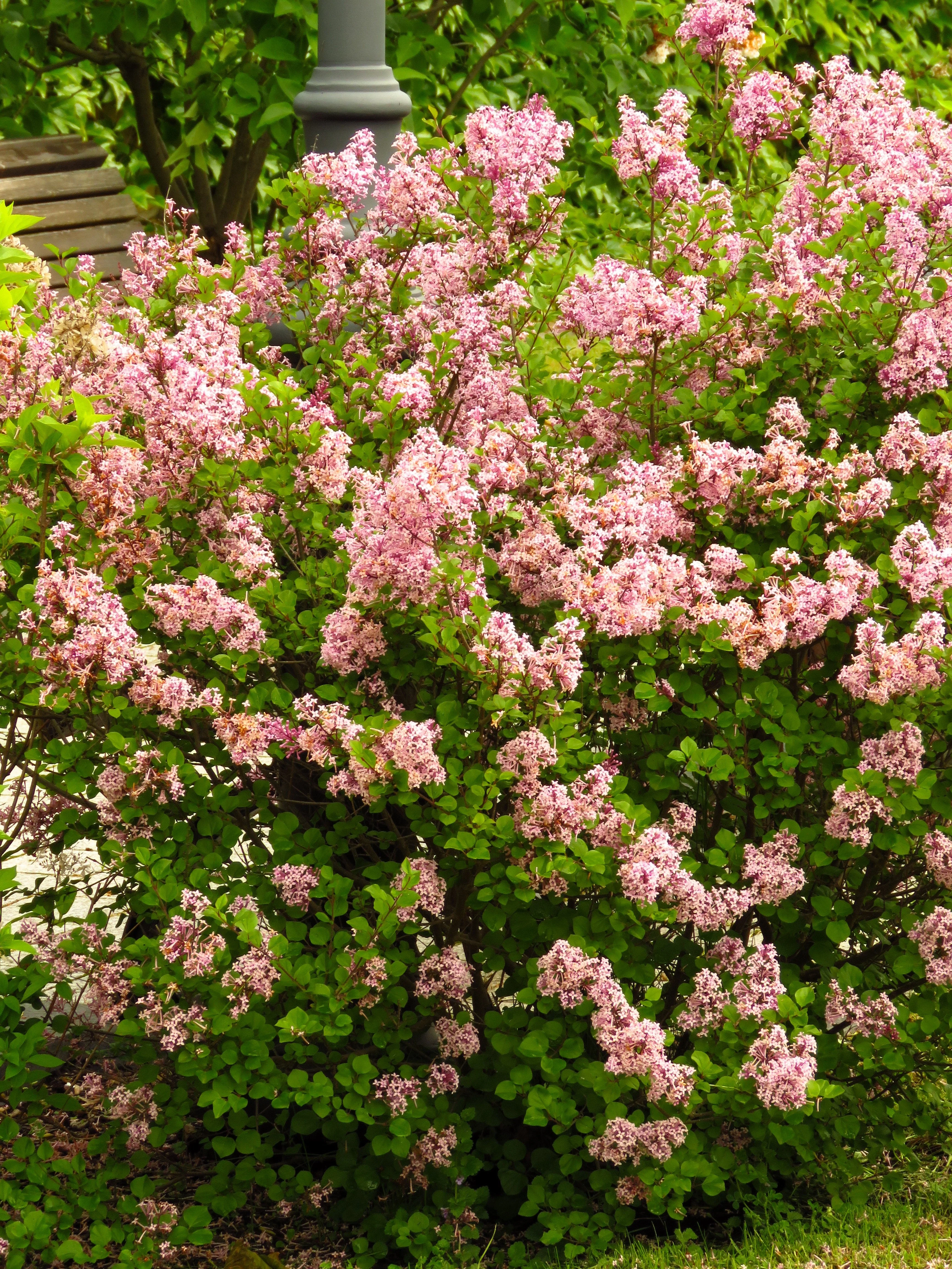 30 PINK LILAC Hungarian Lilac Tree Shrub Syringa Josikaea Fragrant Flower Seeds - Image 8