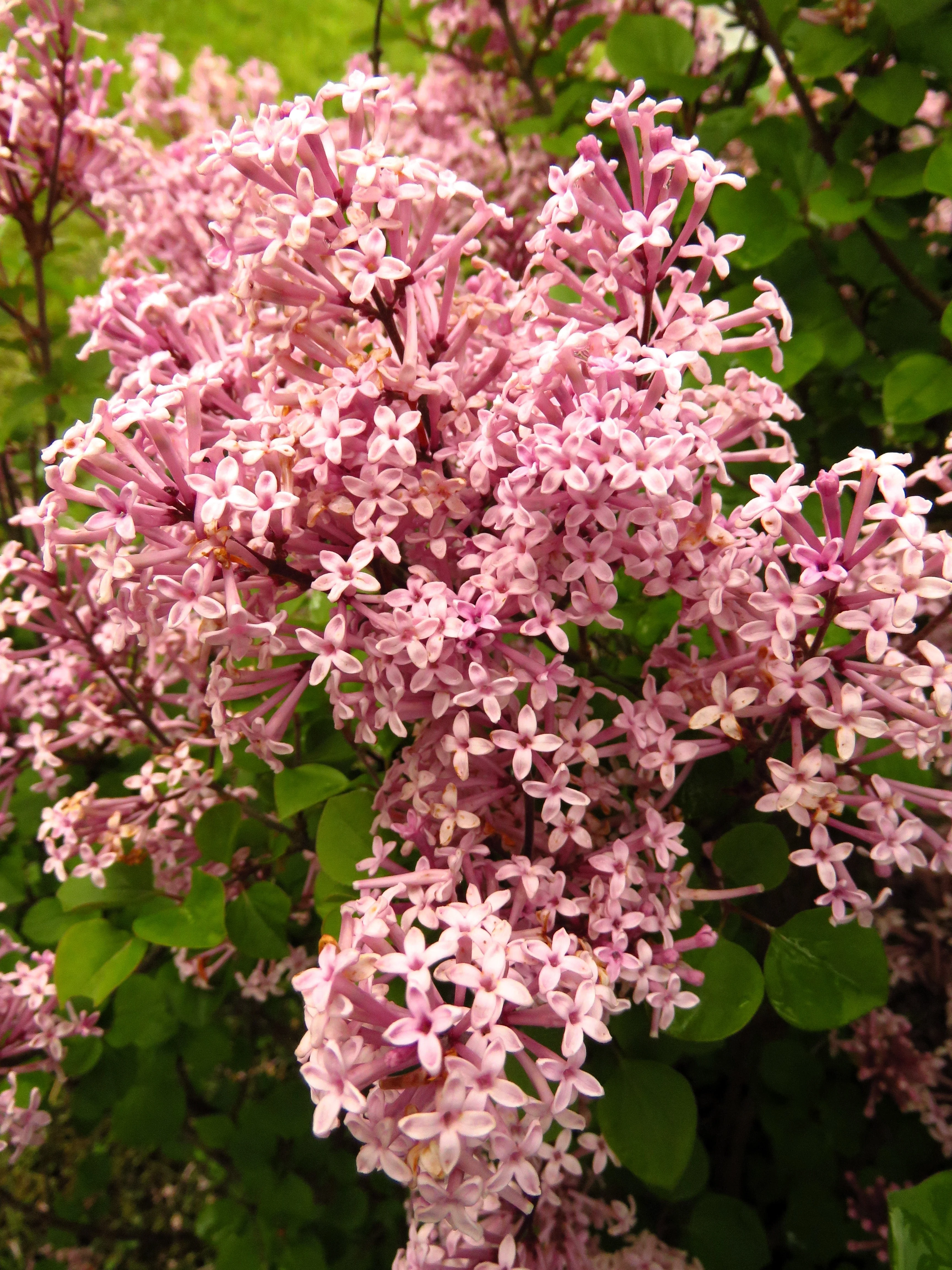 30 PINK LILAC Hungarian Lilac Tree Shrub Syringa Josikaea Fragrant Flower Seeds - Image 9