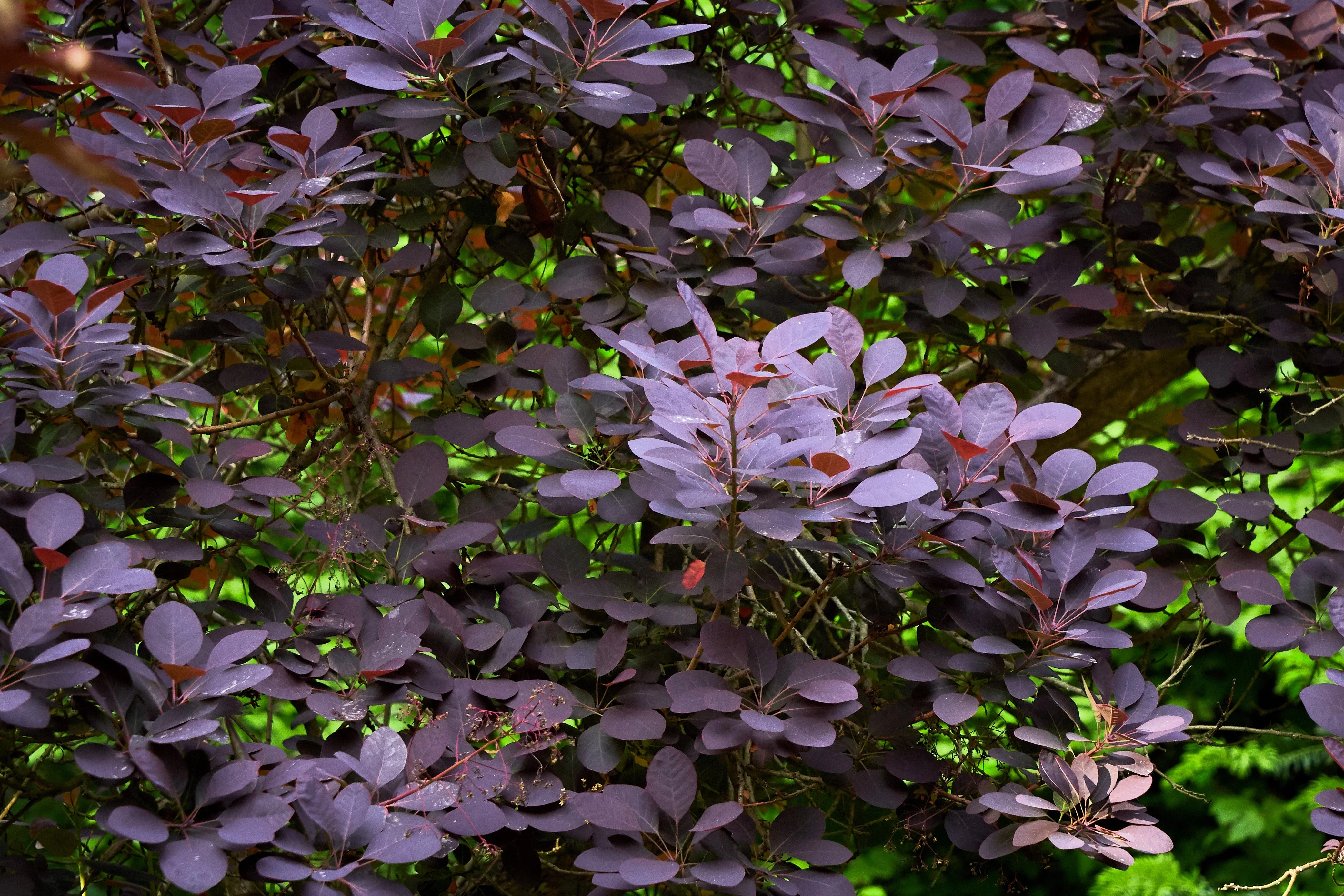 30 PURPLE SMOKE TREE Shrub Smokebush Cotinus Coggygria Rhus Cotinus Sumach Seeds - Image 10