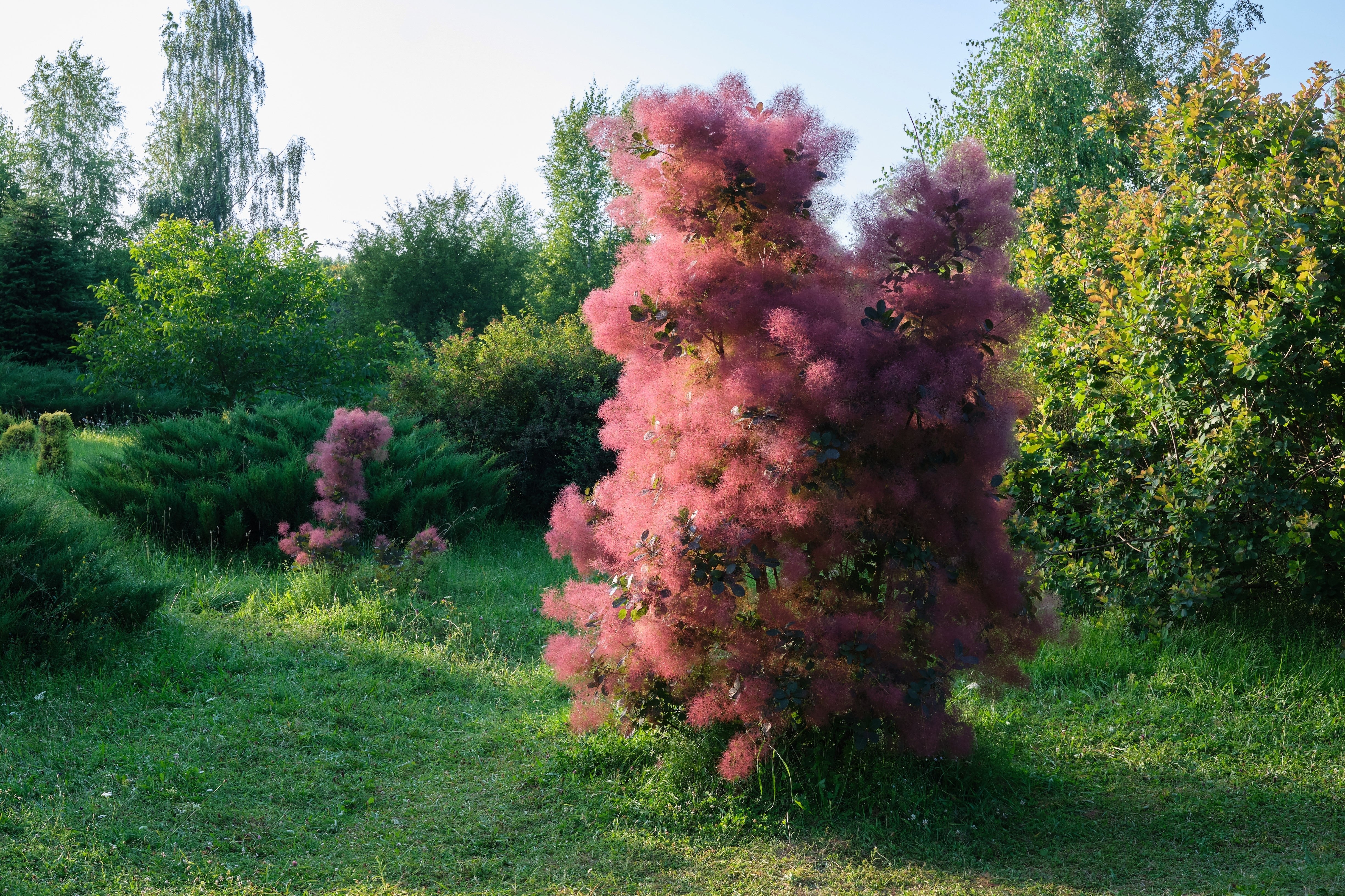 30 PURPLE SMOKE TREE Shrub Smokebush Cotinus Coggygria Rhus Cotinus Sumach Seeds - Image 11