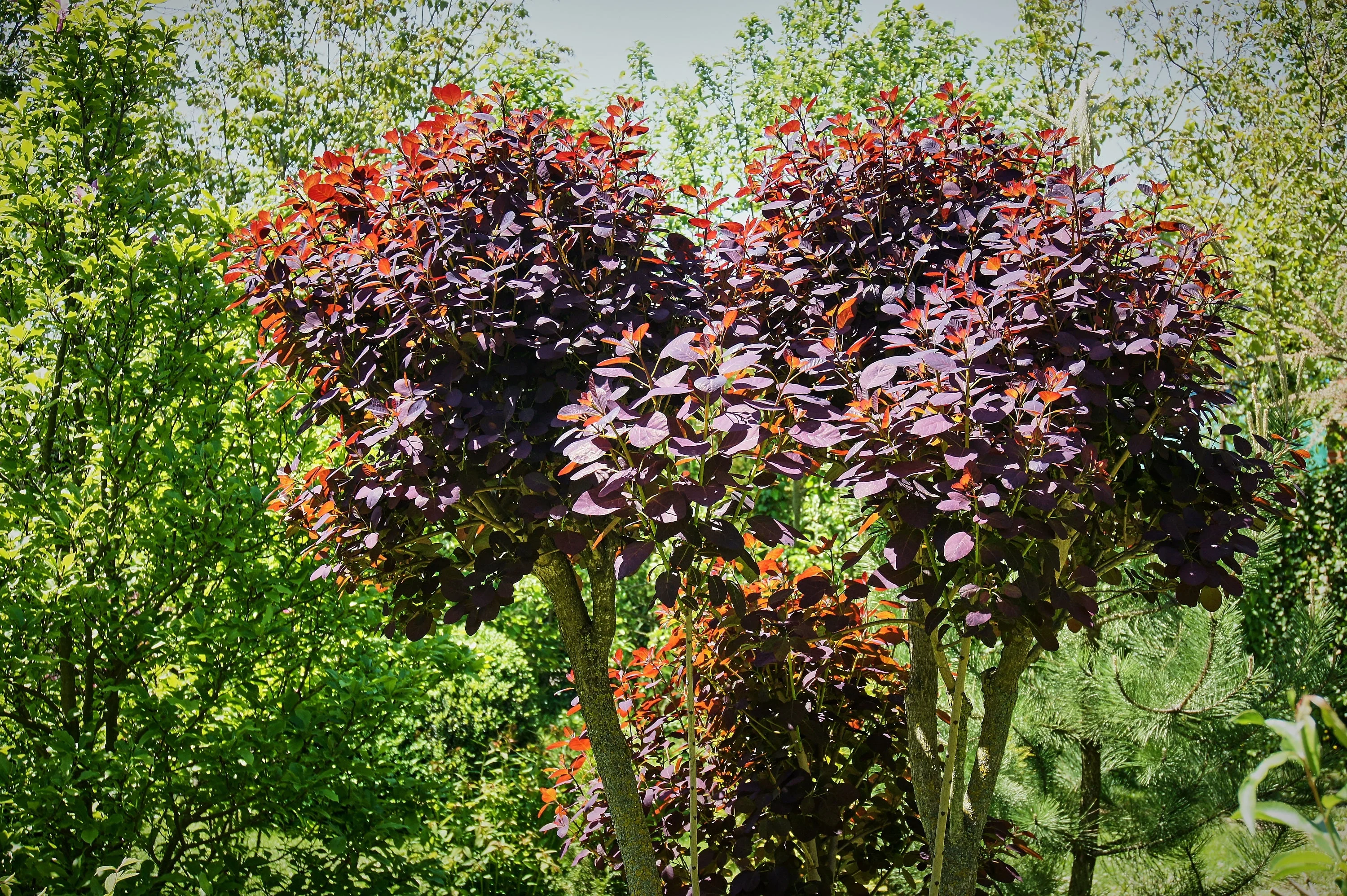 30 PURPLE SMOKE TREE Shrub Smokebush Cotinus Coggygria Rhus Cotinus Sumach Seeds - Image 12