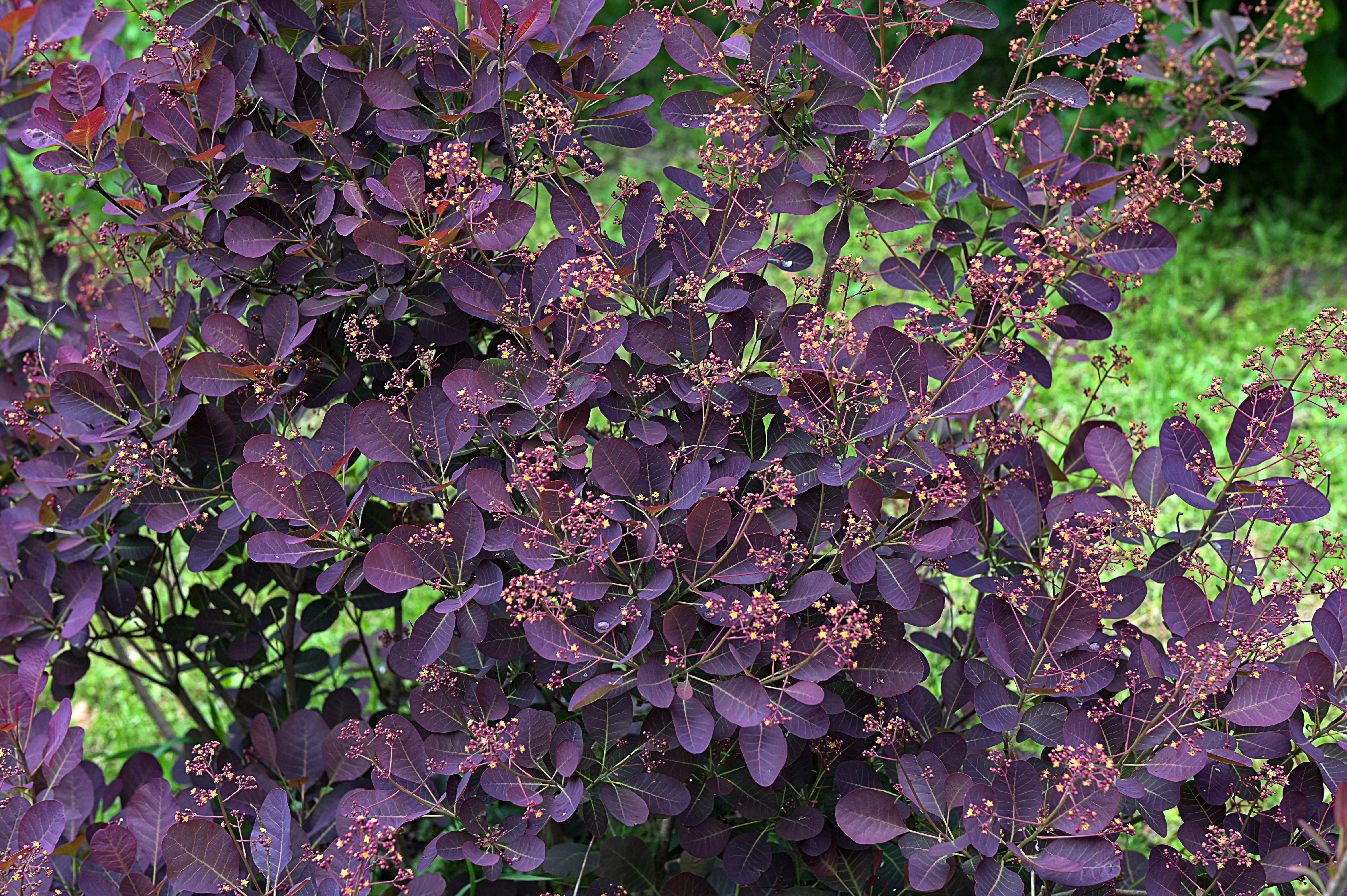 30 PURPLE SMOKE TREE Shrub Smokebush Cotinus Coggygria Rhus Cotinus Sumach Seeds - Image 2