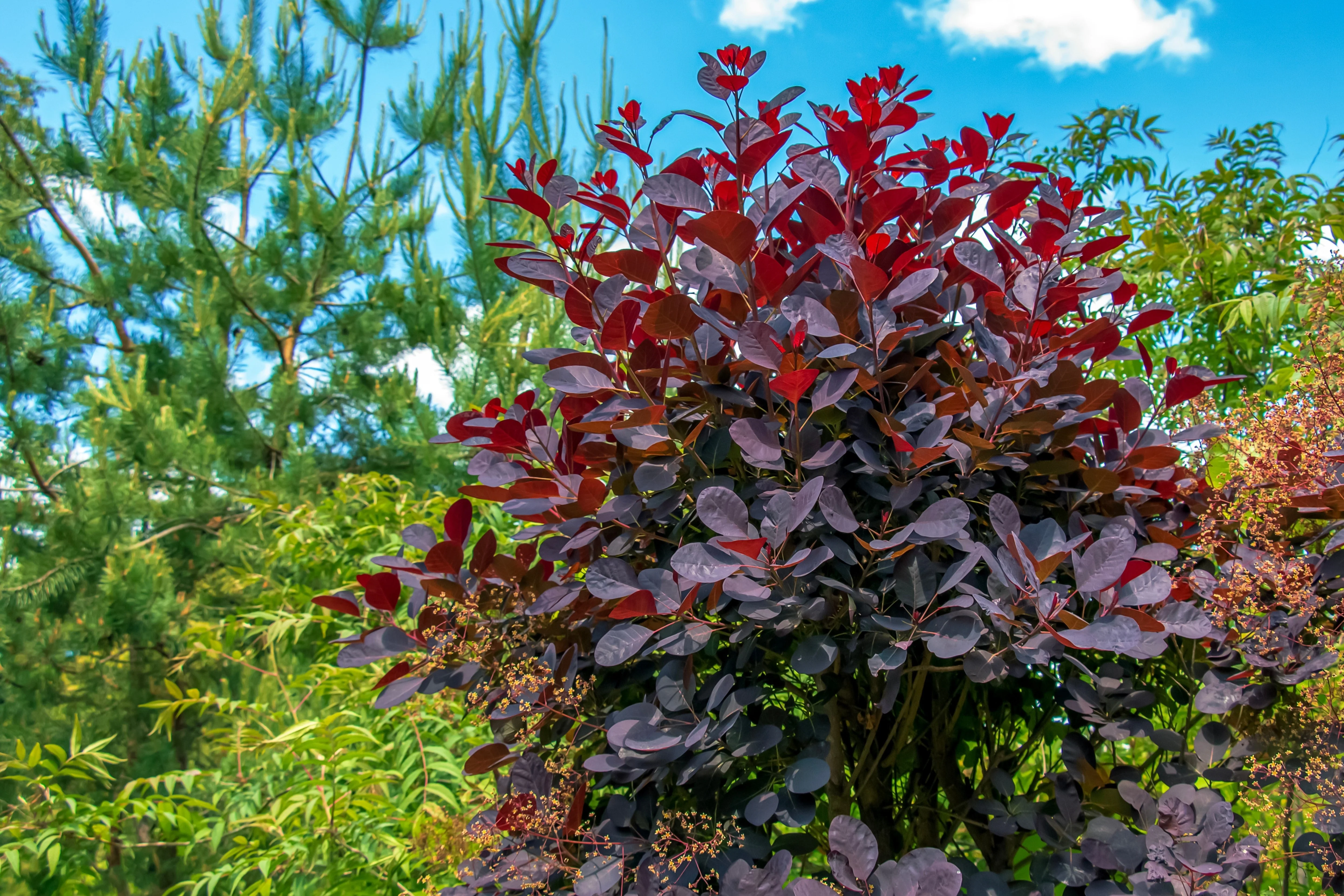 30 PURPLE SMOKE TREE Shrub Smokebush Cotinus Coggygria Rhus Cotinus Sumach Seeds - Image 3