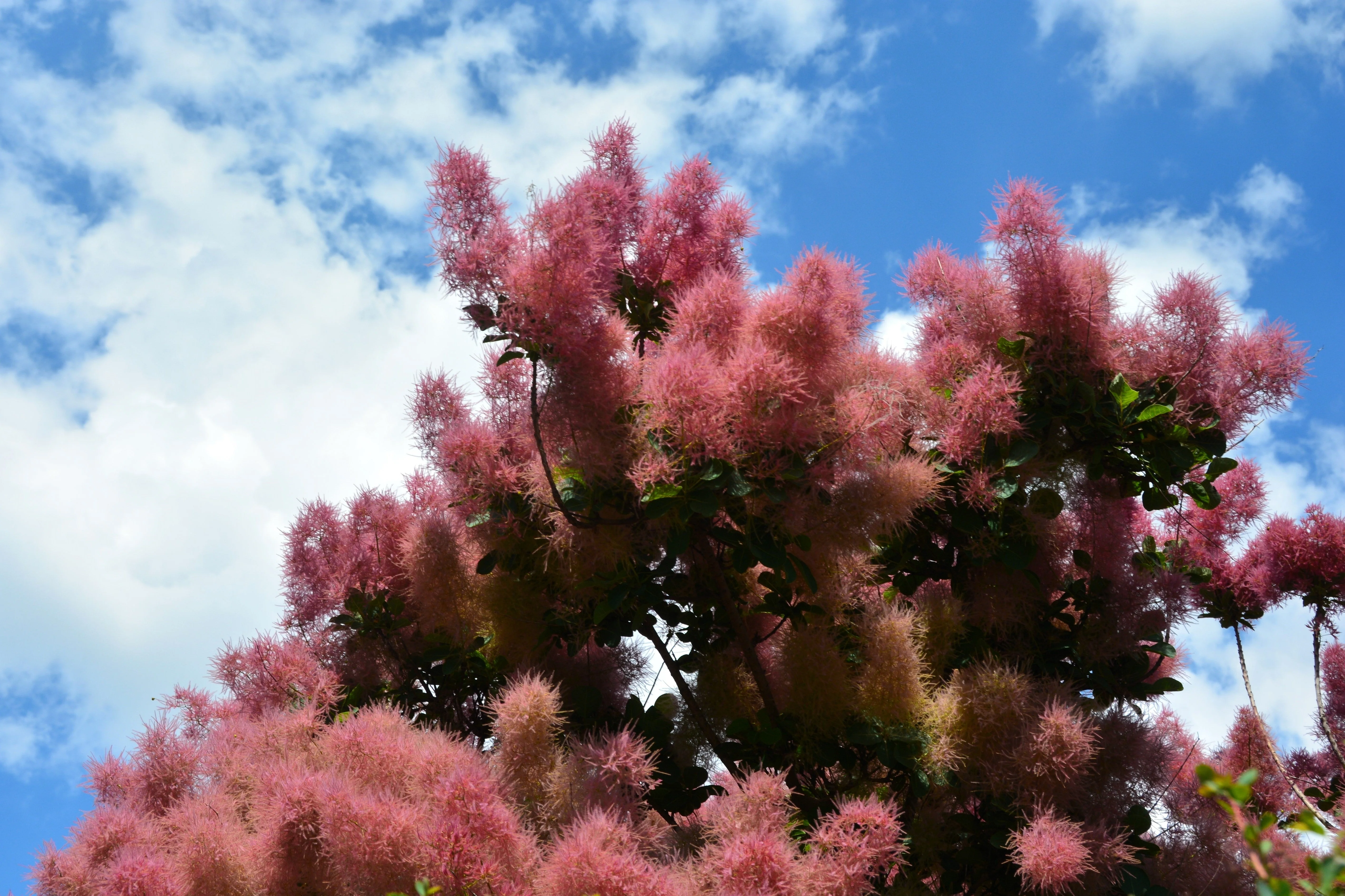 30 PURPLE SMOKE TREE Shrub Smokebush Cotinus Coggygria Rhus Cotinus Sumach Seeds - Image 4
