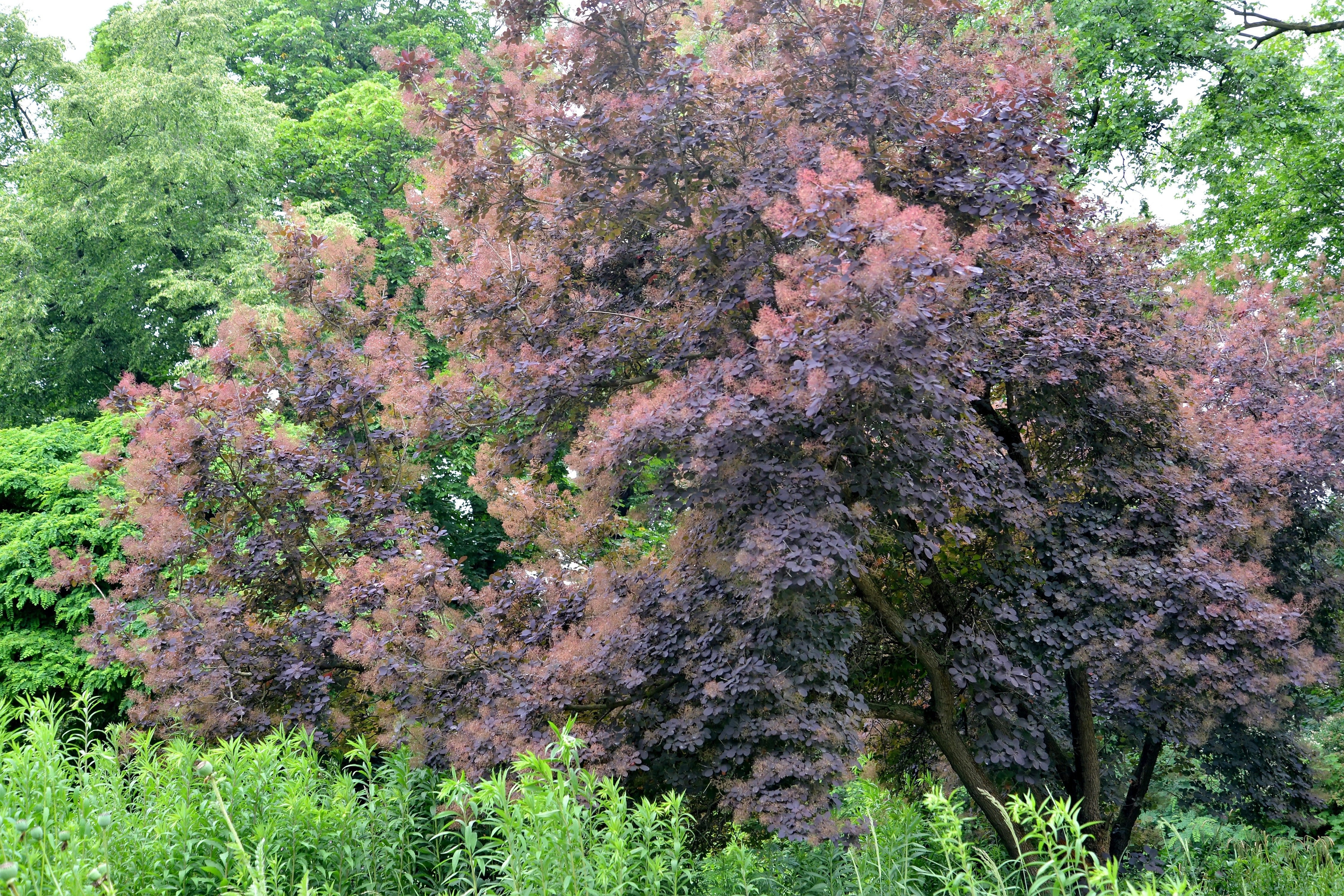 30 PURPLE SMOKE TREE Shrub Smokebush Cotinus Coggygria Rhus Cotinus Sumach Seeds - Image 5