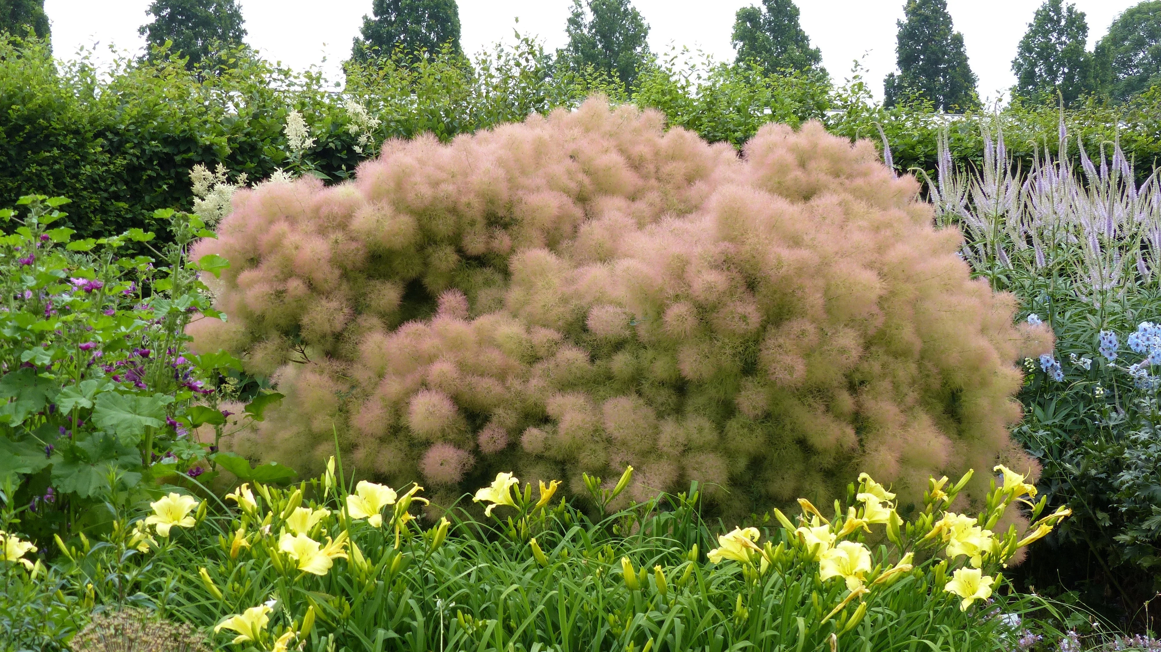 30 PURPLE SMOKE TREE Shrub Smokebush Cotinus Coggygria Rhus Cotinus Sumach Seeds - Image 6