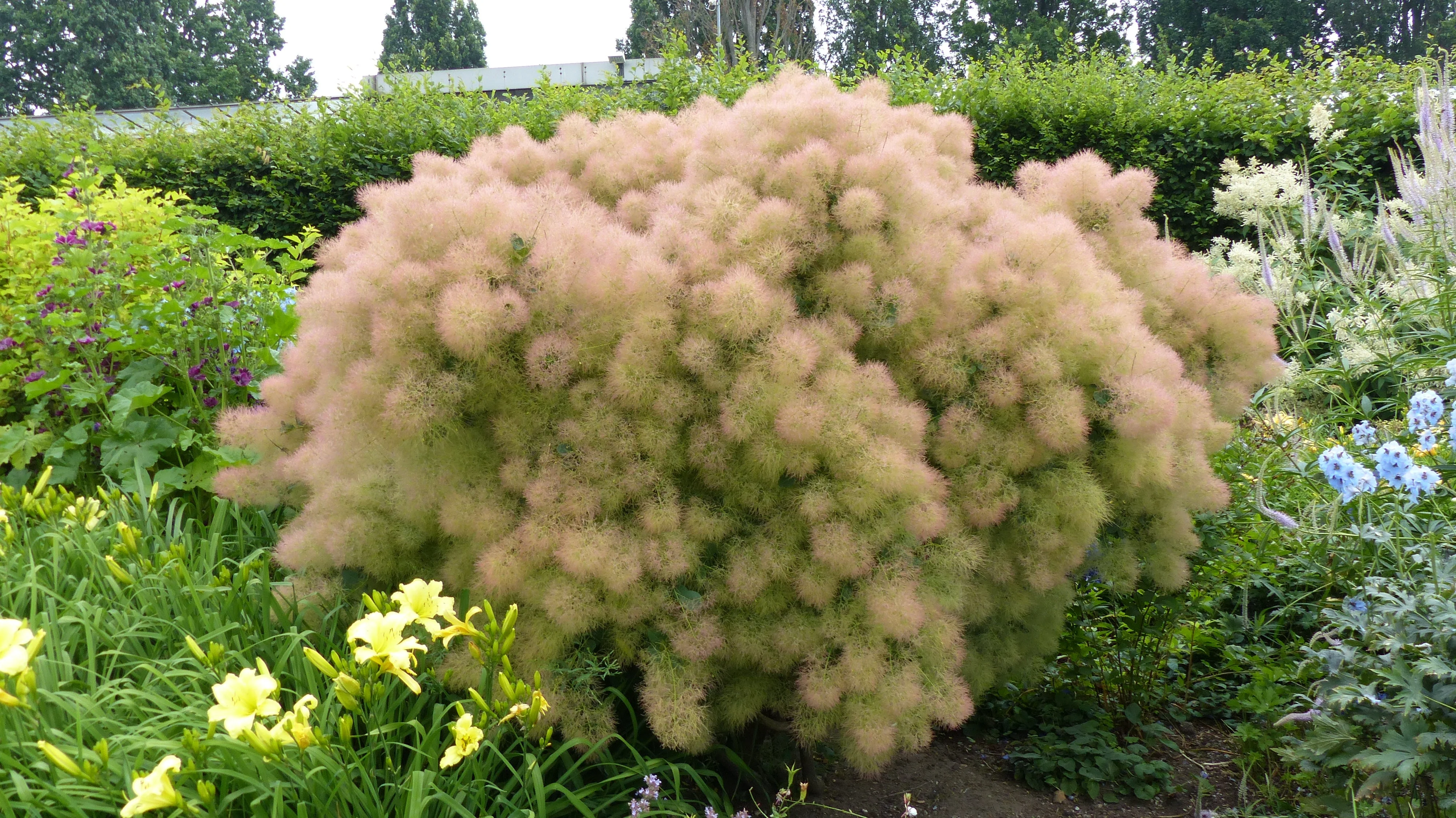 30 PURPLE SMOKE TREE Shrub Smokebush Cotinus Coggygria Rhus Cotinus Sumach Seeds - Image 7