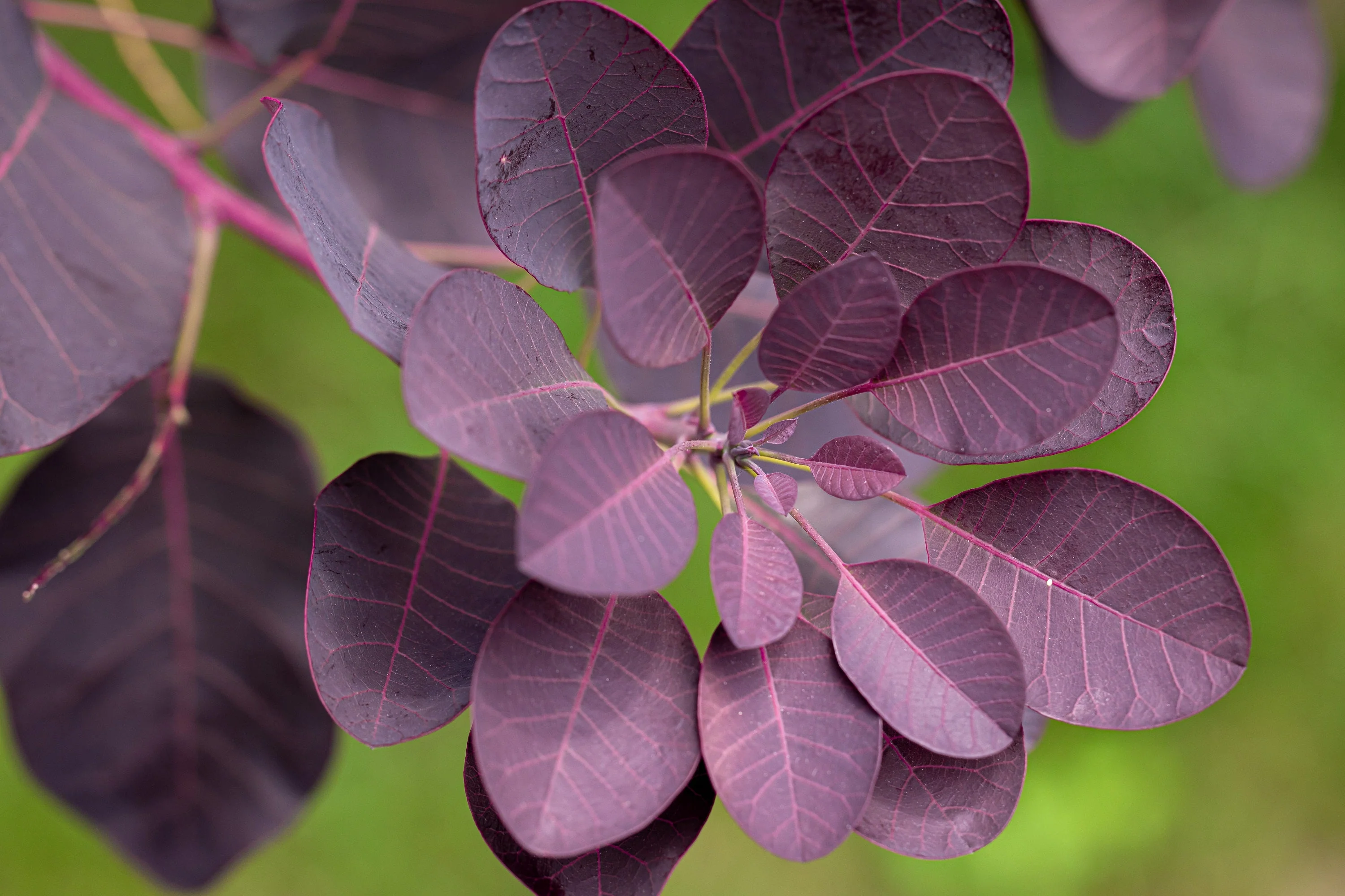 30 PURPLE SMOKE TREE Shrub Smokebush Cotinus Coggygria Rhus Cotinus Sumach Seeds - Image 8
