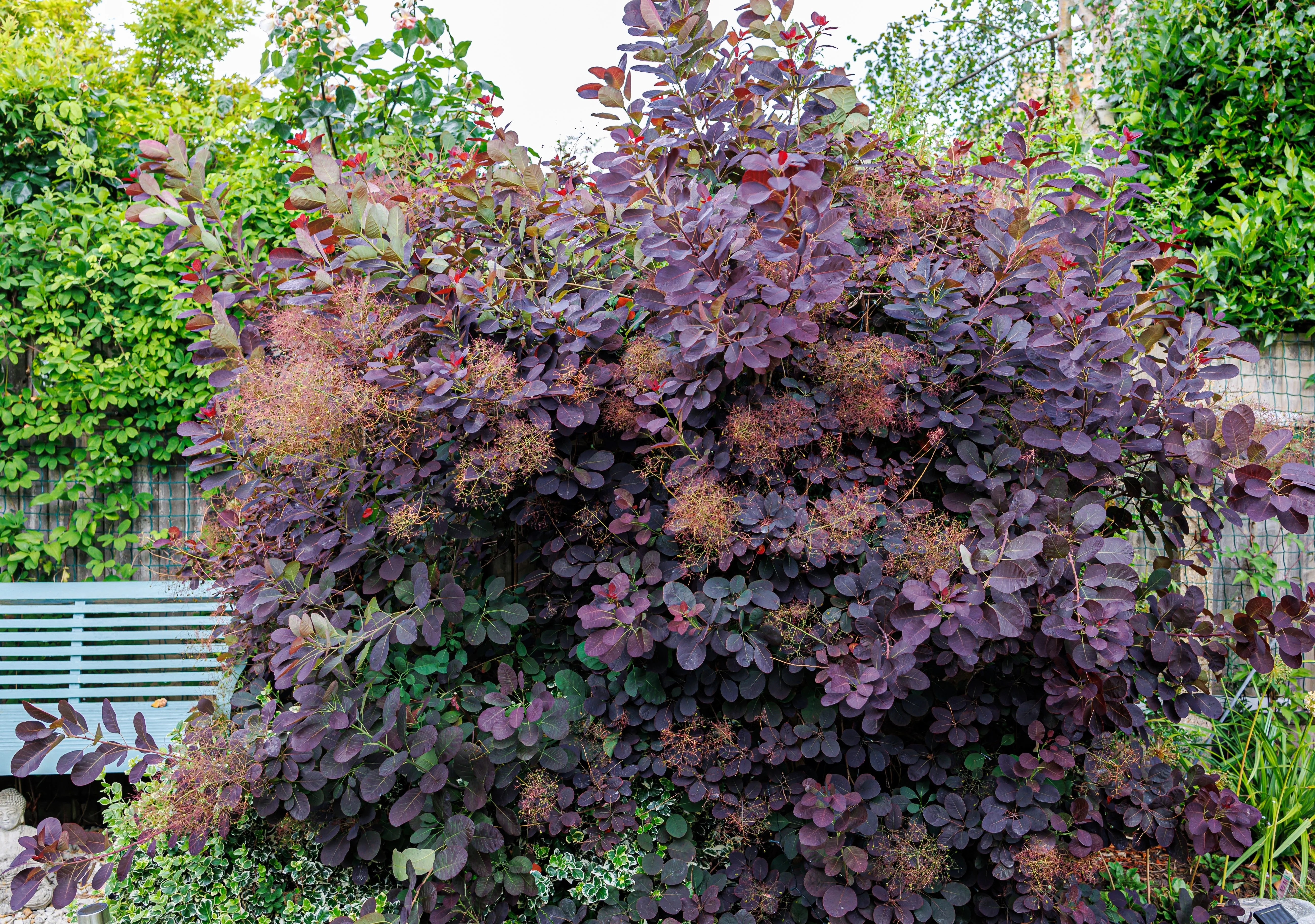 30 PURPLE SMOKE TREE Shrub Smokebush Cotinus Coggygria Rhus Cotinus Sumach Seeds - Image 9