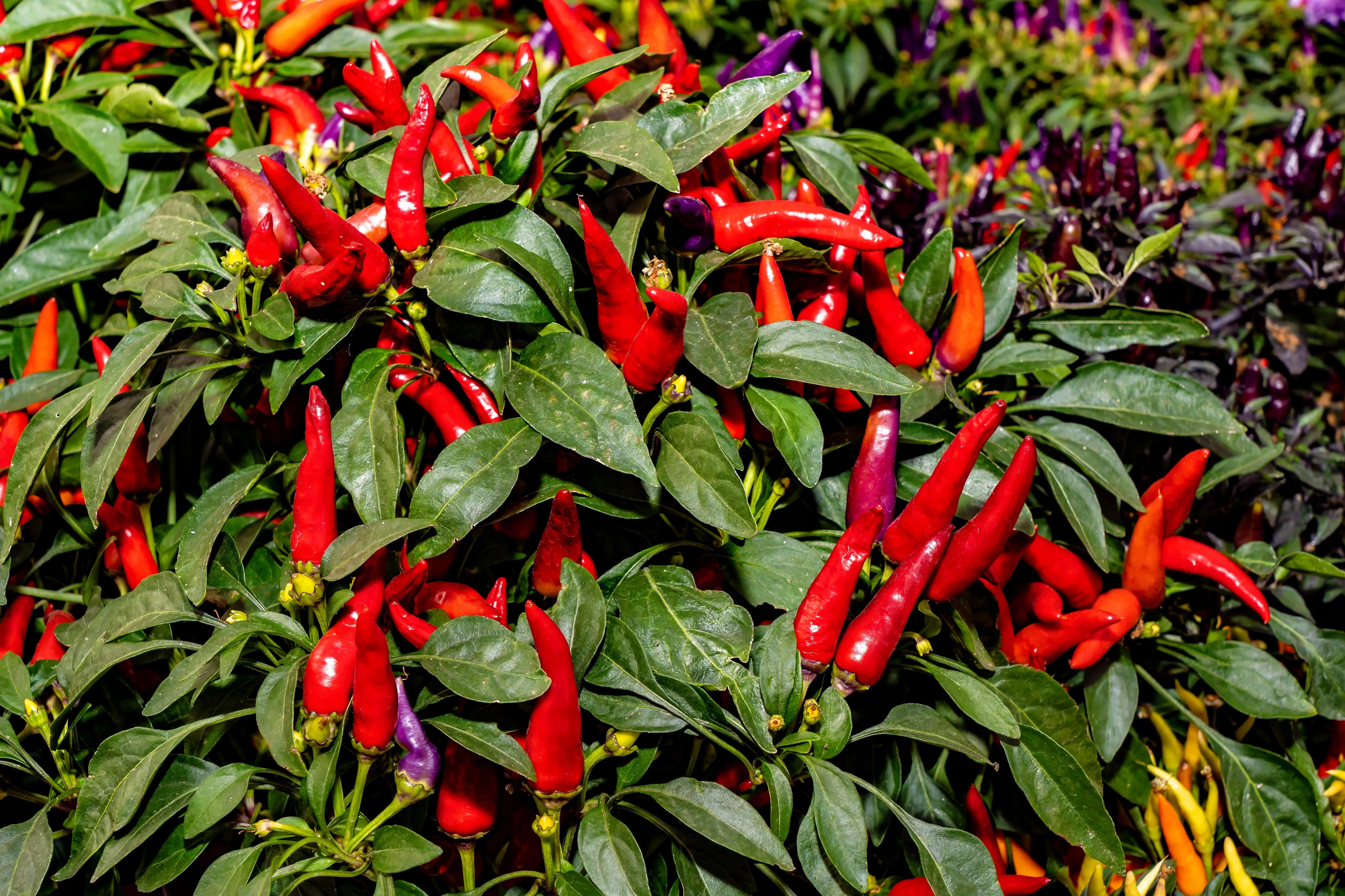 300 ANAHEIM CHILI PEPPER (New Mexico Chili Pepper) Capsicum Annuum Vegetable Seeds - Image 2