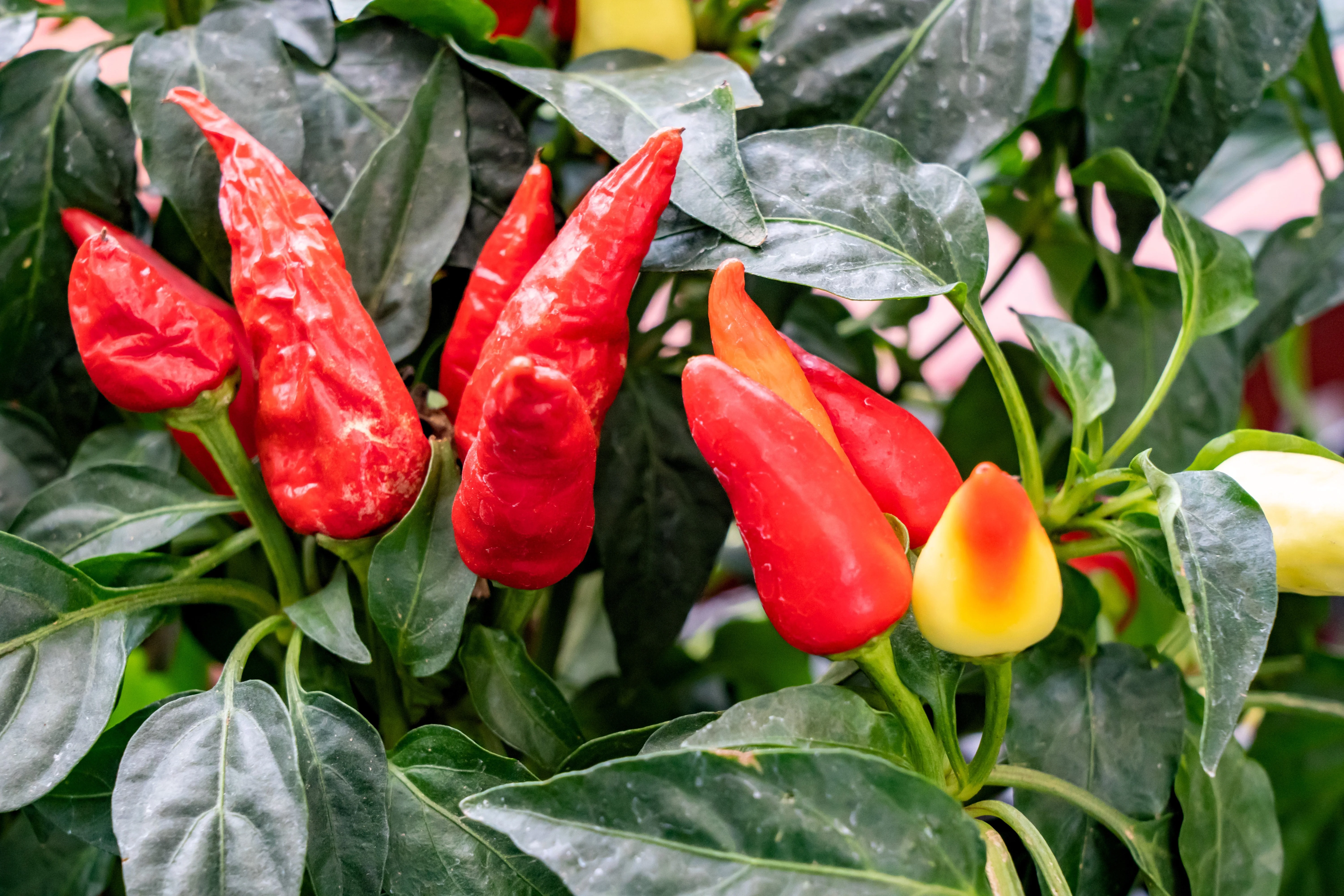 300 ANAHEIM CHILI PEPPER (New Mexico Chili Pepper) Capsicum Annuum Vegetable Seeds - Image 7