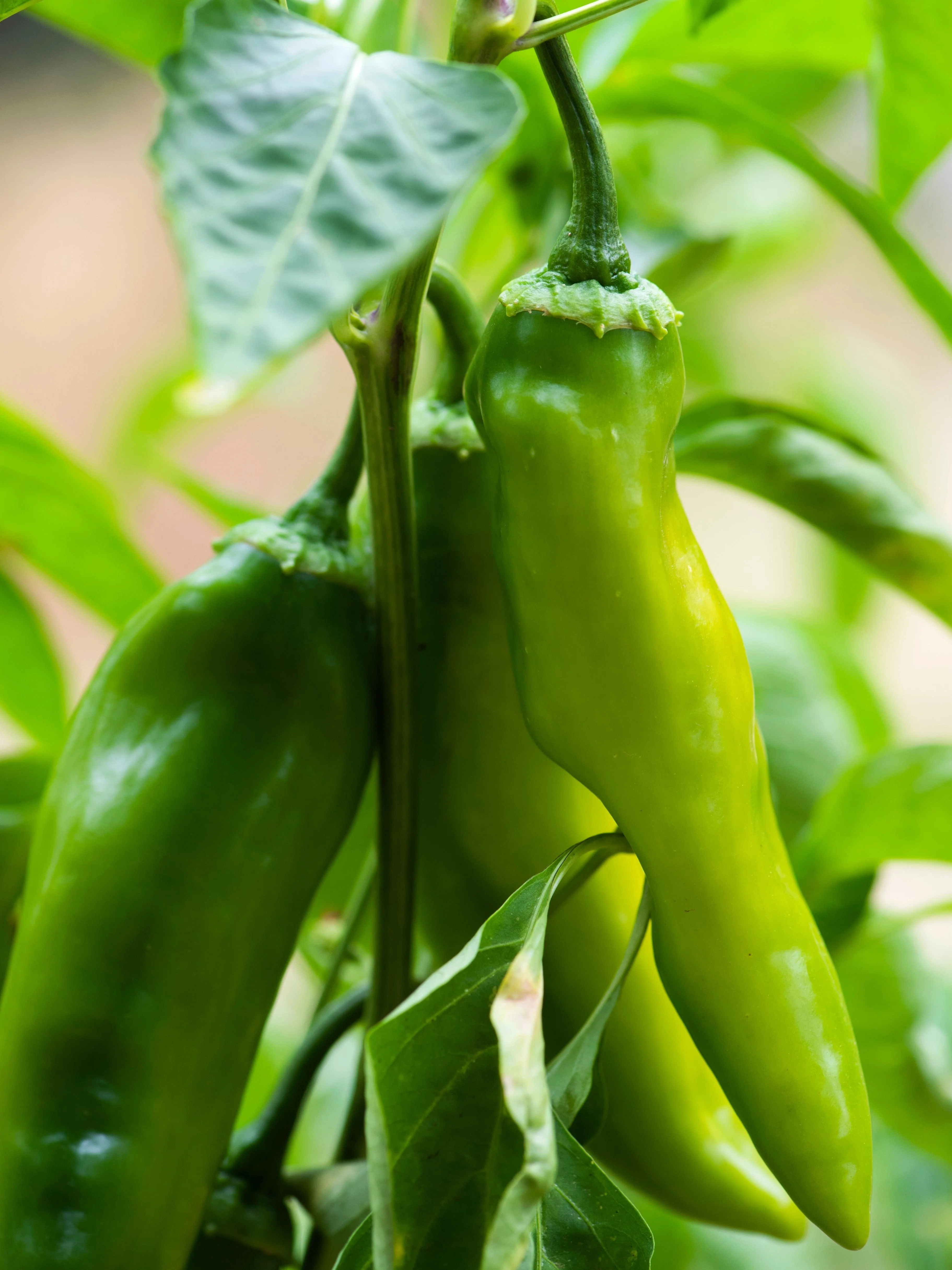 300 ANAHEIM CHILI PEPPER (New Mexico Chili Pepper) Capsicum Annuum Vegetable Seeds - Image 8