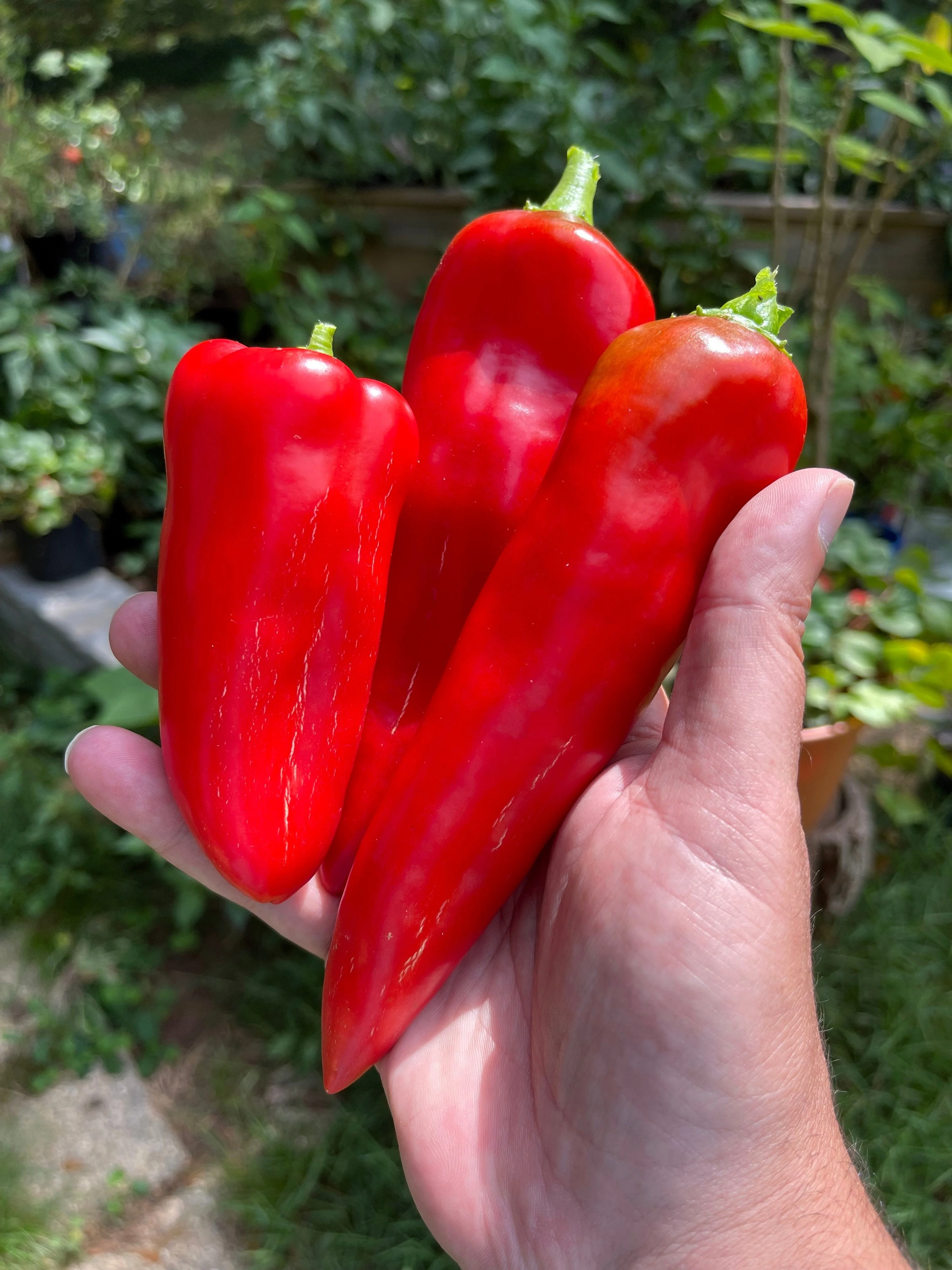 300 ANAHEIM CHILI PEPPER (New Mexico Chili Pepper) Capsicum Annuum Vegetable Seeds - Image 9