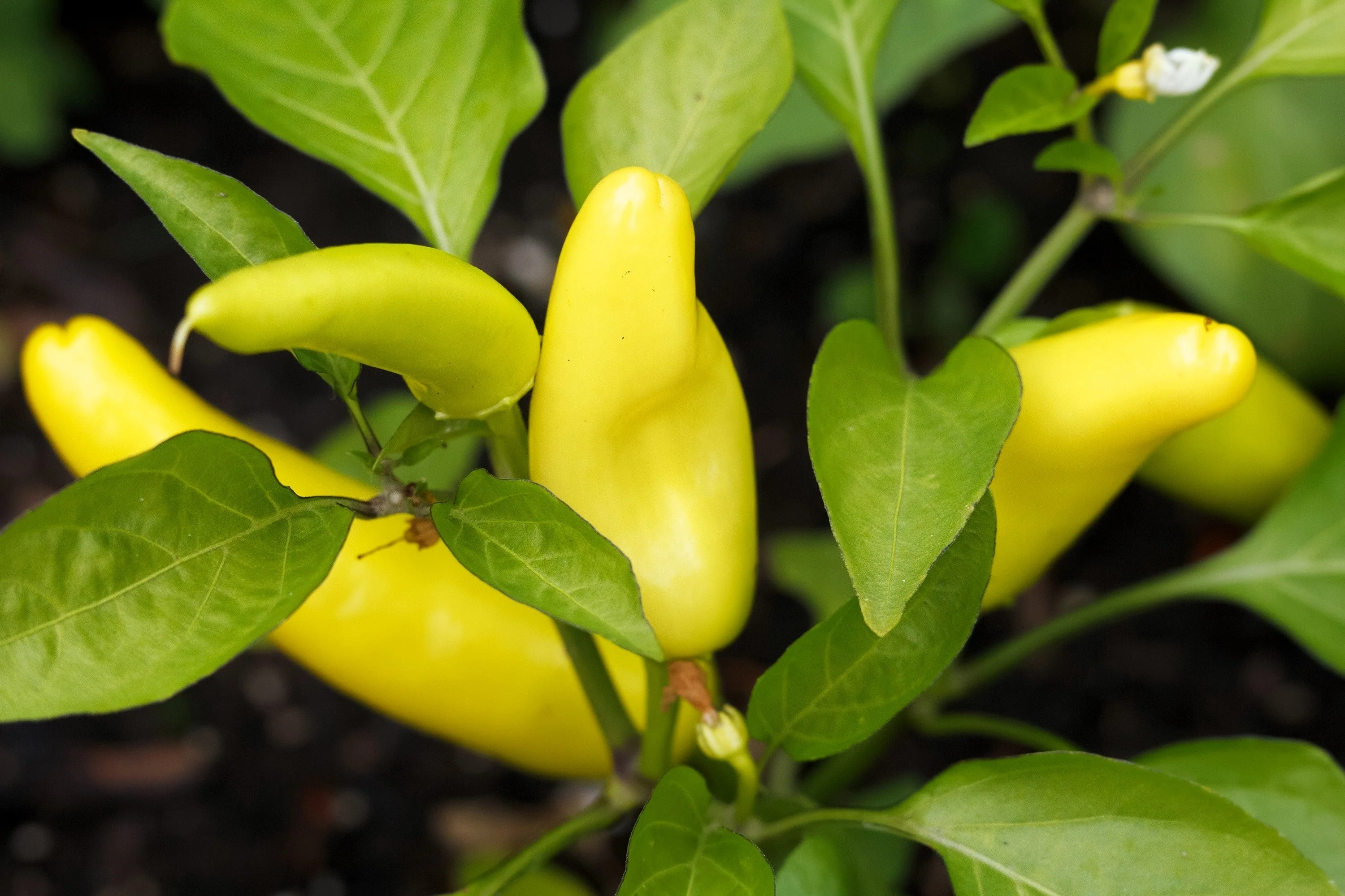 300 HUNGARIAN HOT Wax PEPPER (Hot Banana Pepper) Capsicum Annuum Vegetable Seeds - Image 2