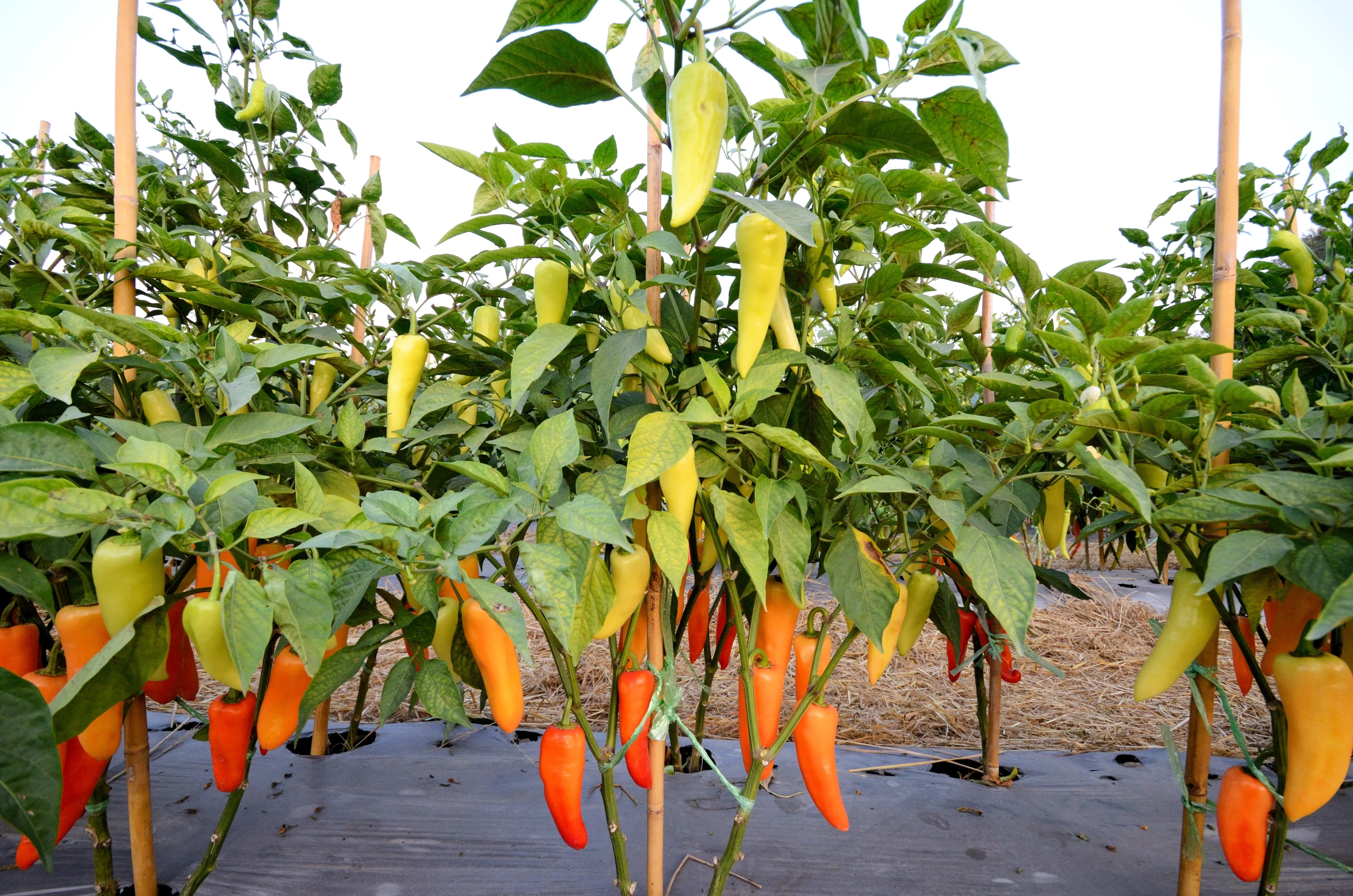 300 HUNGARIAN HOT Wax PEPPER (Hot Banana Pepper) Capsicum Annuum Vegetable Seeds - Image 3