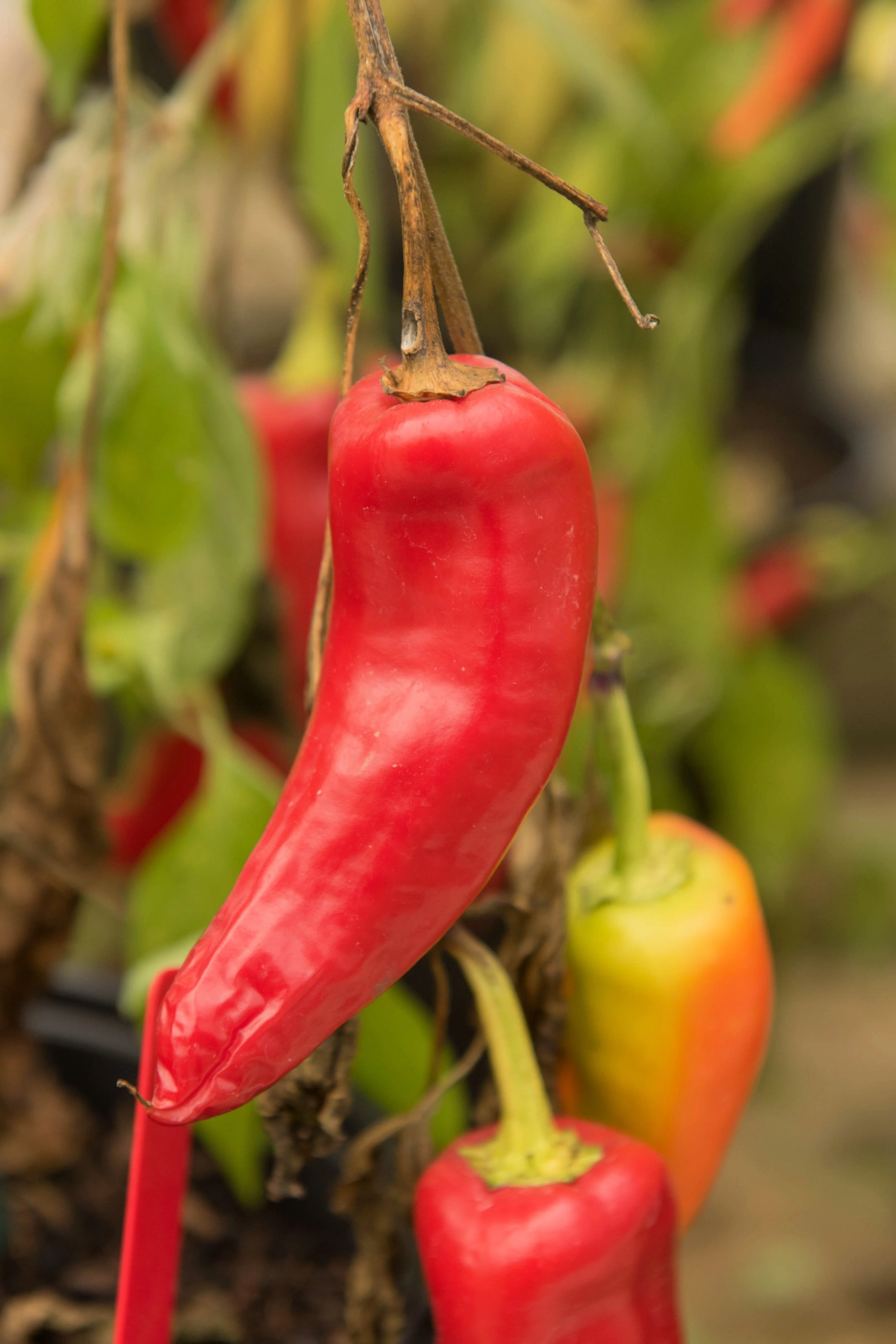300 HUNGARIAN HOT Wax PEPPER (Hot Banana Pepper) Capsicum Annuum Vegetable Seeds - Image 5