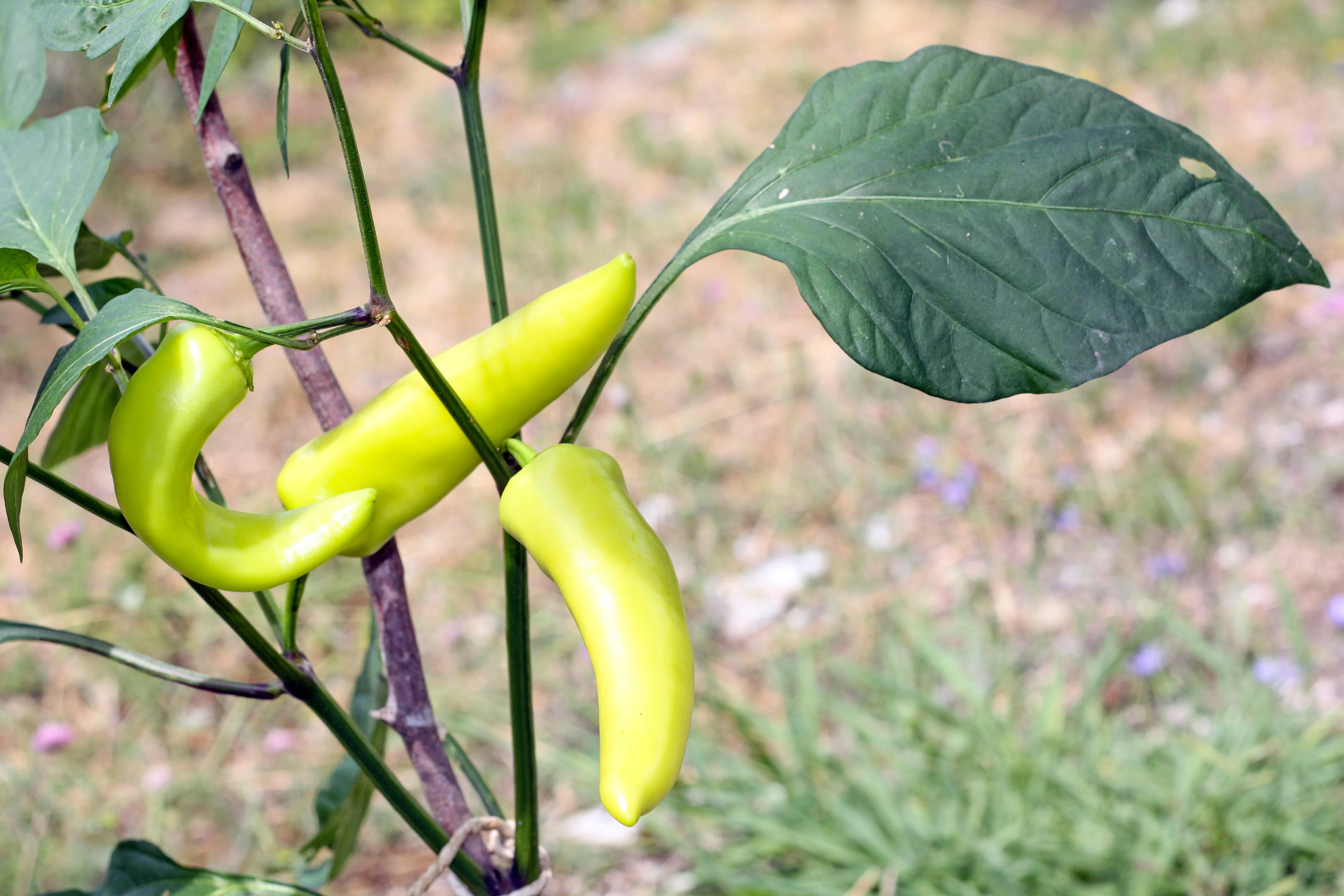 300 HUNGARIAN HOT Wax PEPPER (Hot Banana Pepper) Capsicum Annuum Vegetable Seeds - Image 7
