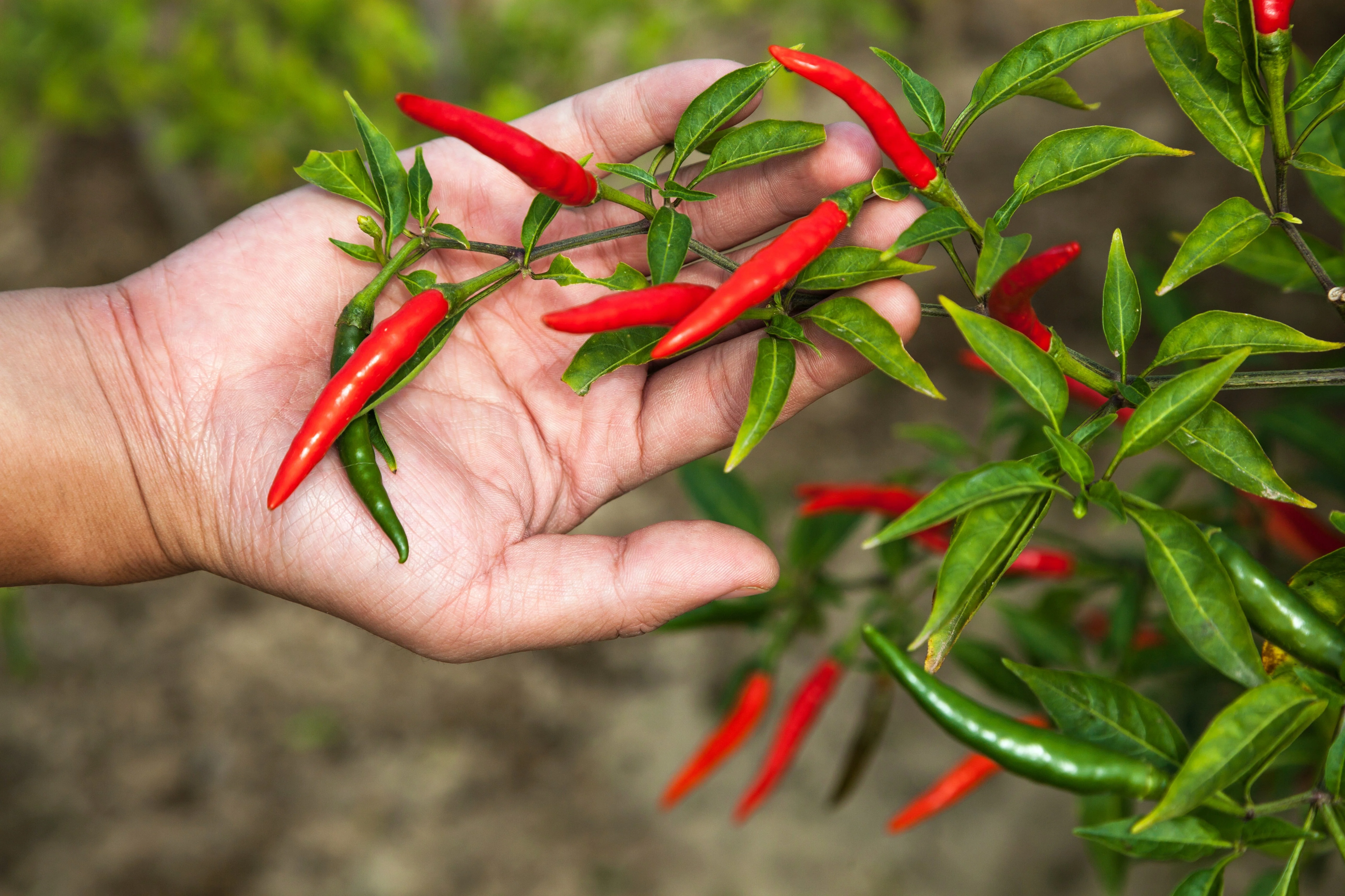 300 LONG Red CAYENNE PEPPER Capsicum Annuum Vegetable Seeds - Image 2