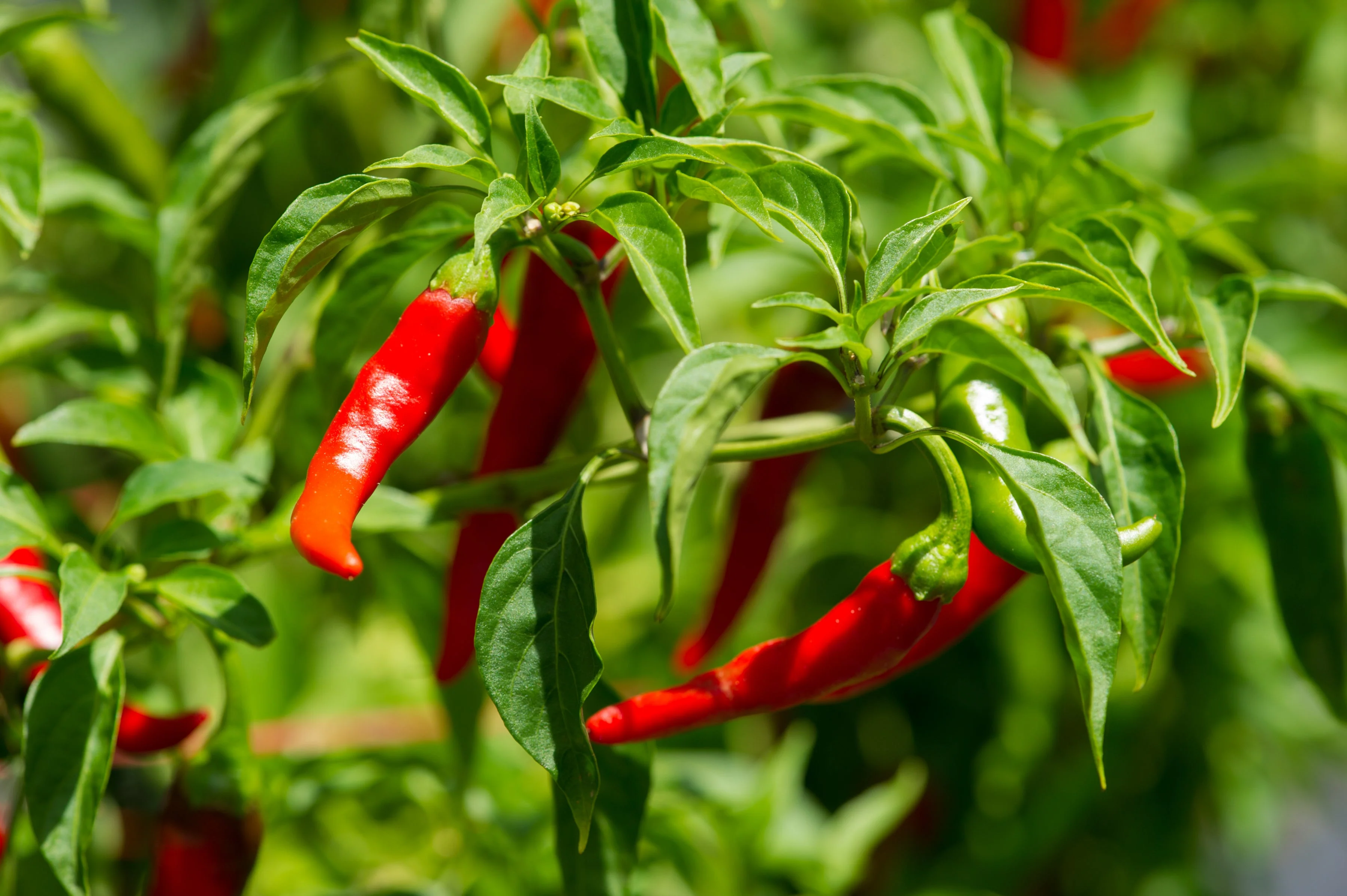 300 LONG Red CAYENNE PEPPER Capsicum Annuum Vegetable Seeds - Image 3