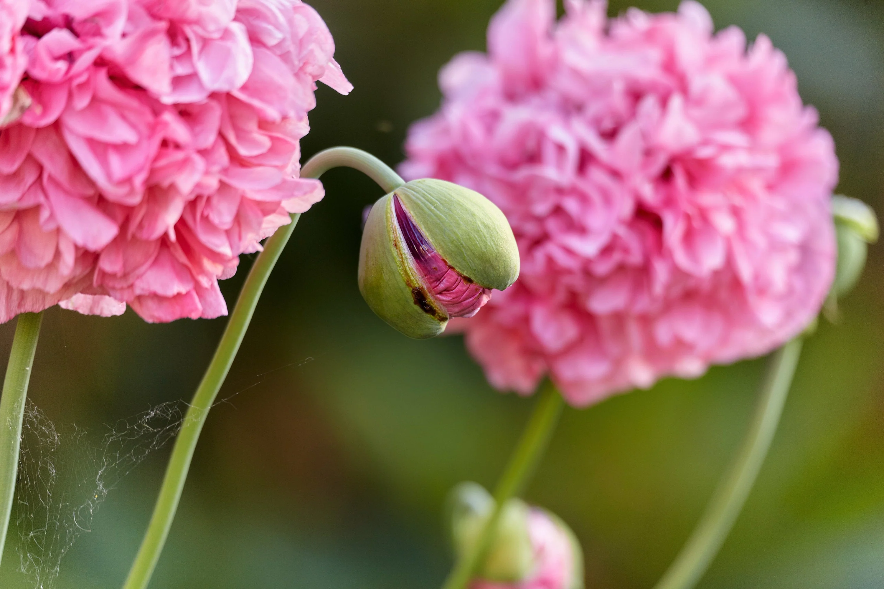 300 Organic ROSE PEONY POPPY Pink Papaver Peoniflorum Flower Seeds - Image 2