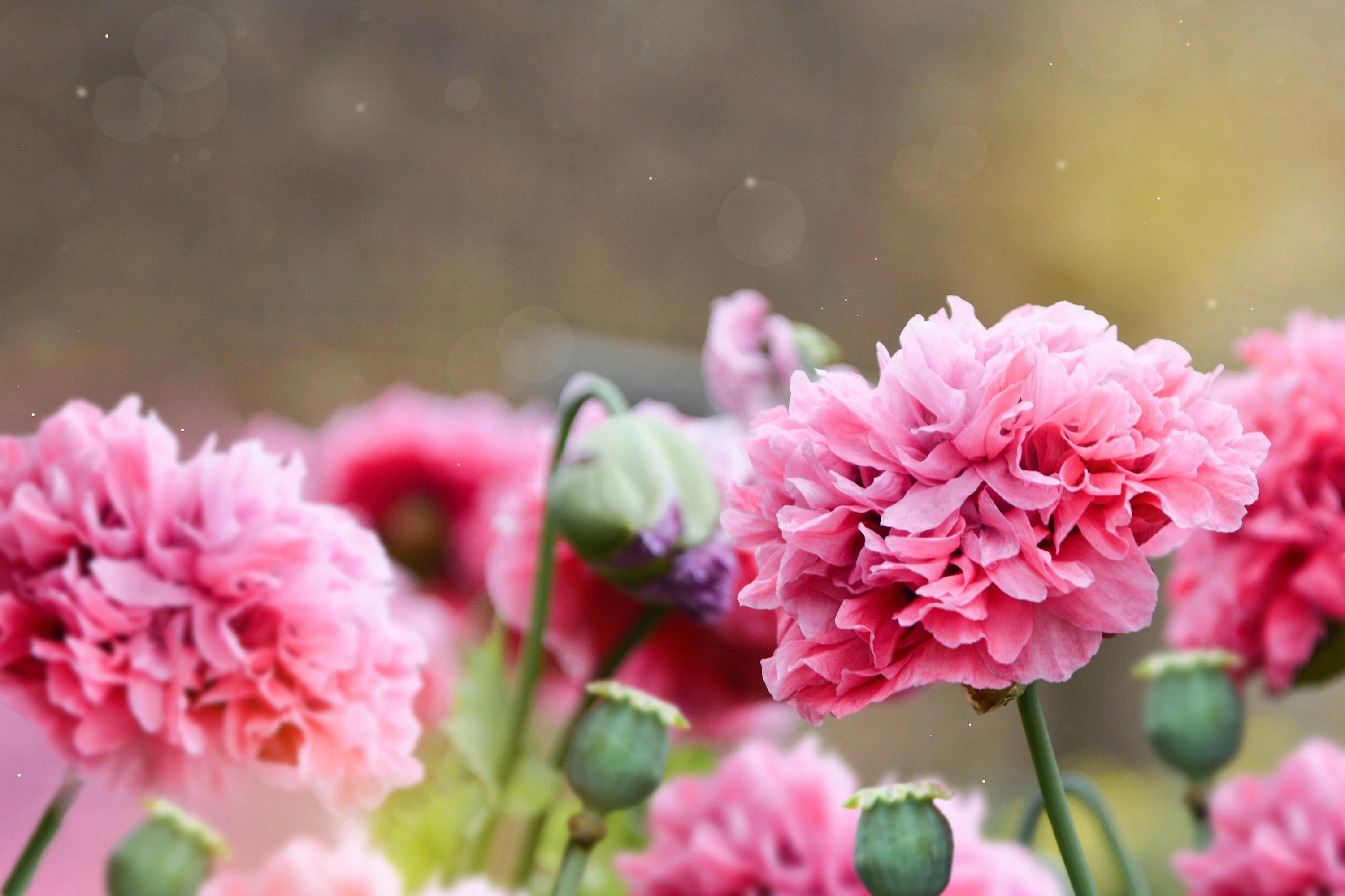 300 Organic ROSE PEONY POPPY Pink Papaver Peoniflorum Flower Seeds - Image 3