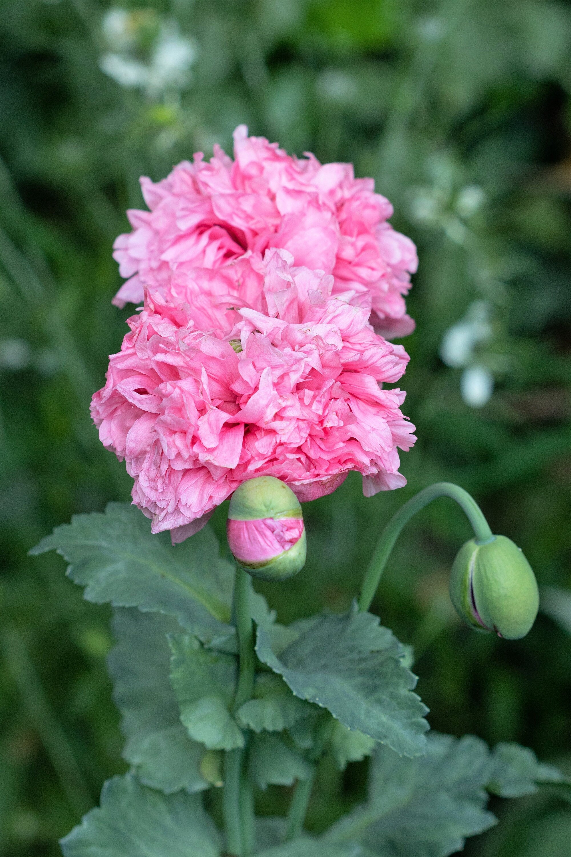 300 Organic ROSE PEONY POPPY Pink Papaver Peoniflorum Flower Seeds - Image 4