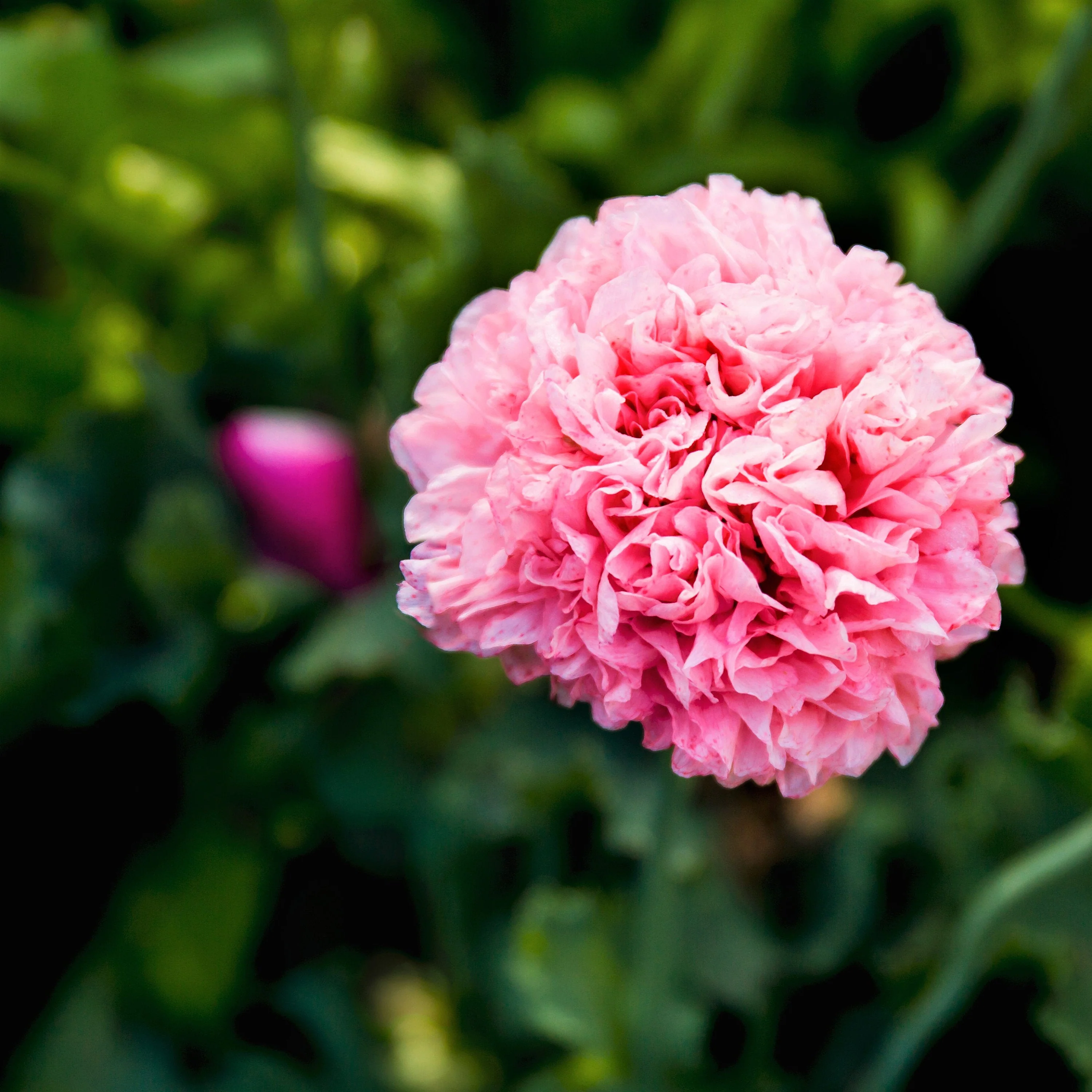 300 Organic ROSE PEONY POPPY Pink Papaver Peoniflorum Flower Seeds - Image 5