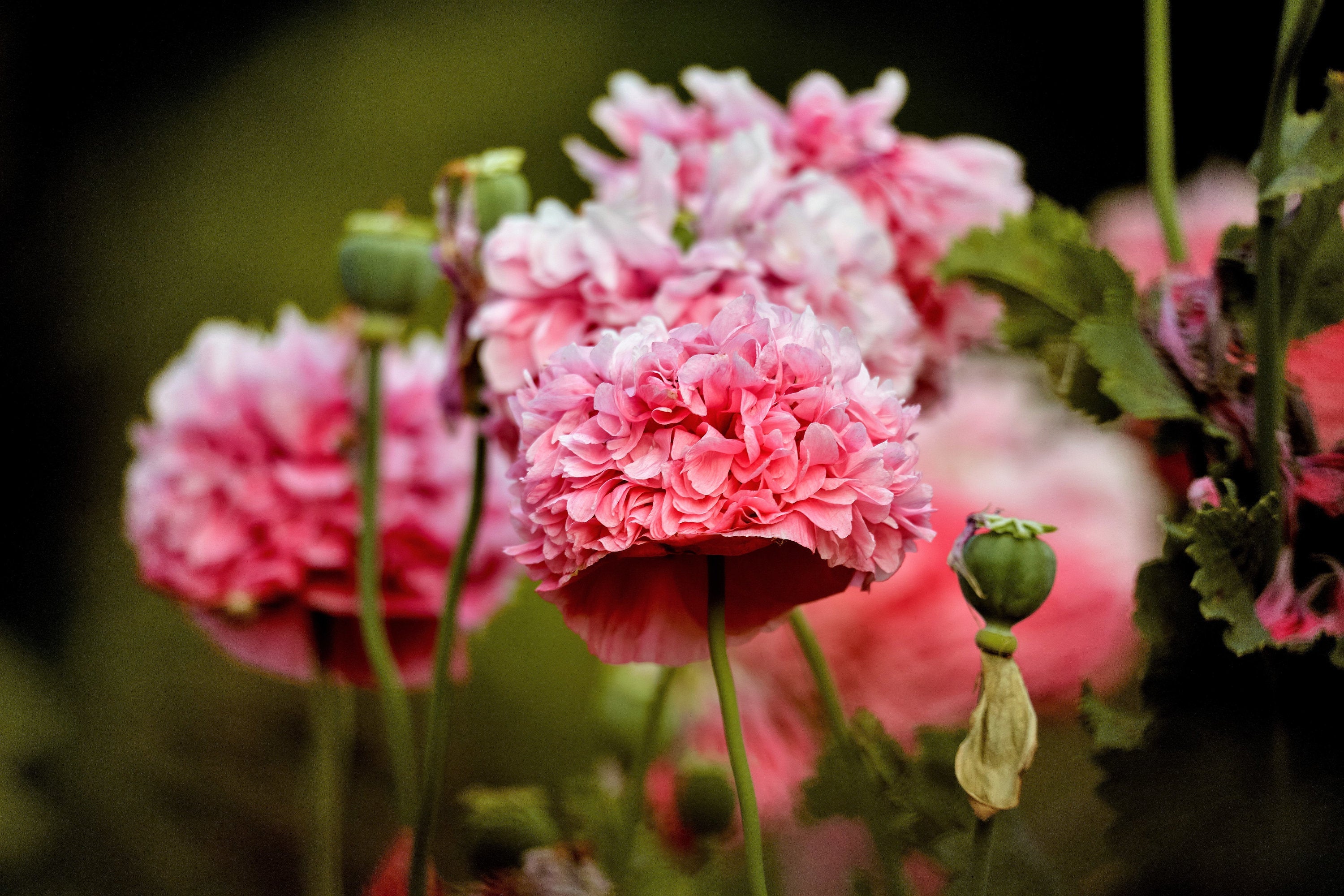 300 Organic ROSE PEONY POPPY Pink Papaver Peoniflorum Flower Seeds - Image 6